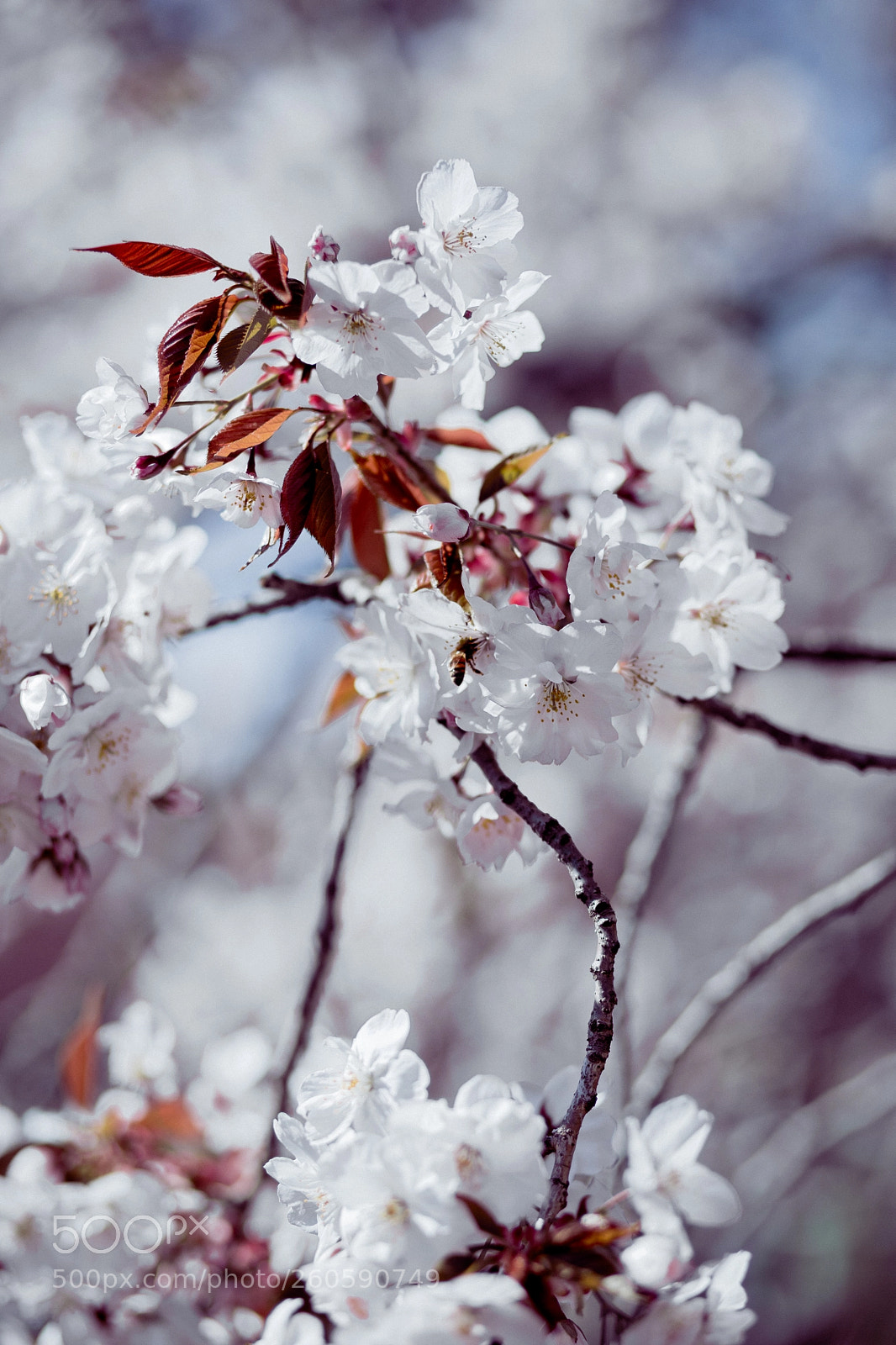 Canon EOS 6D sample photo. Blossom photography
