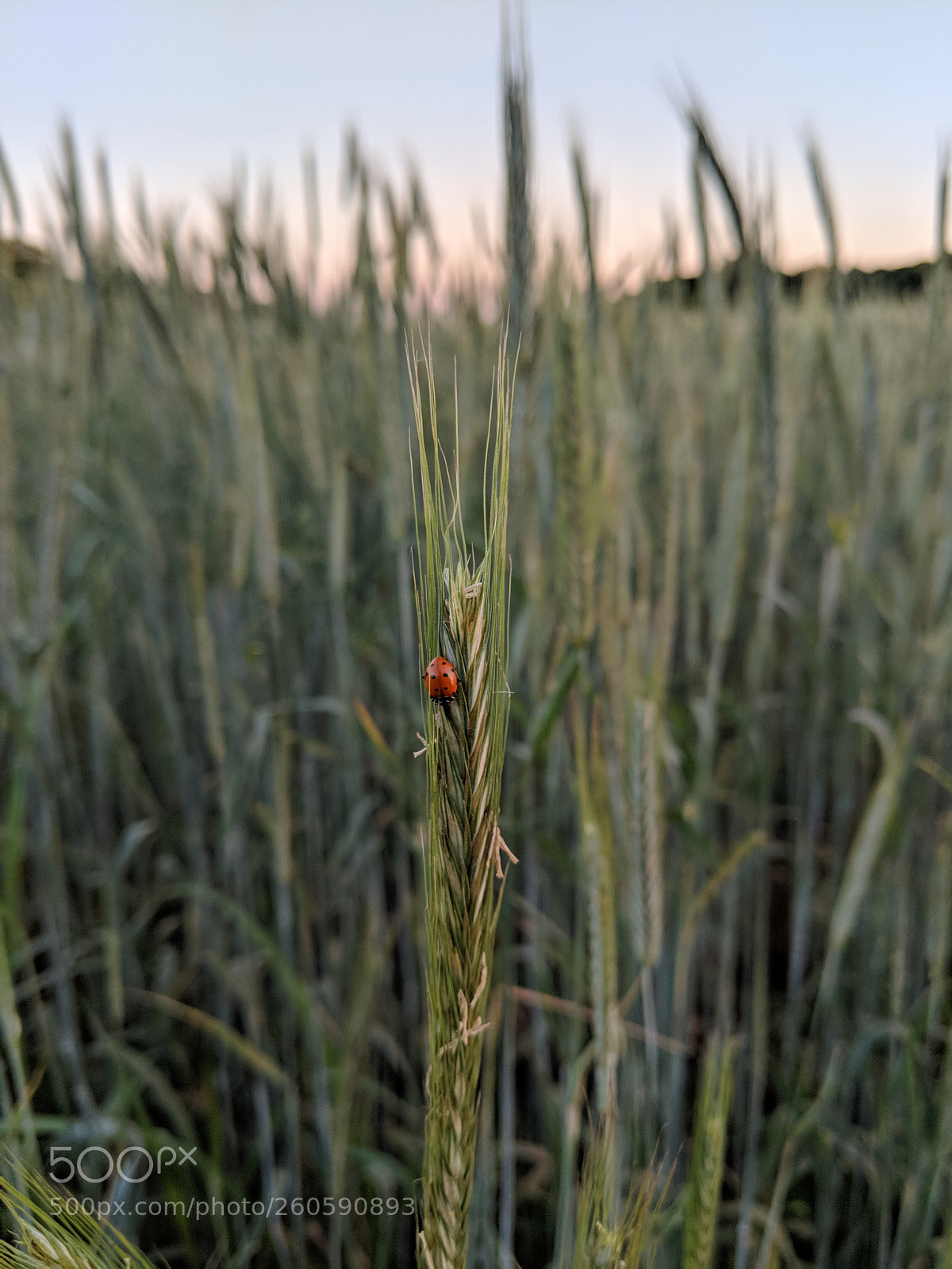 Google Pixel 2 sample photo. Ladybug photography
