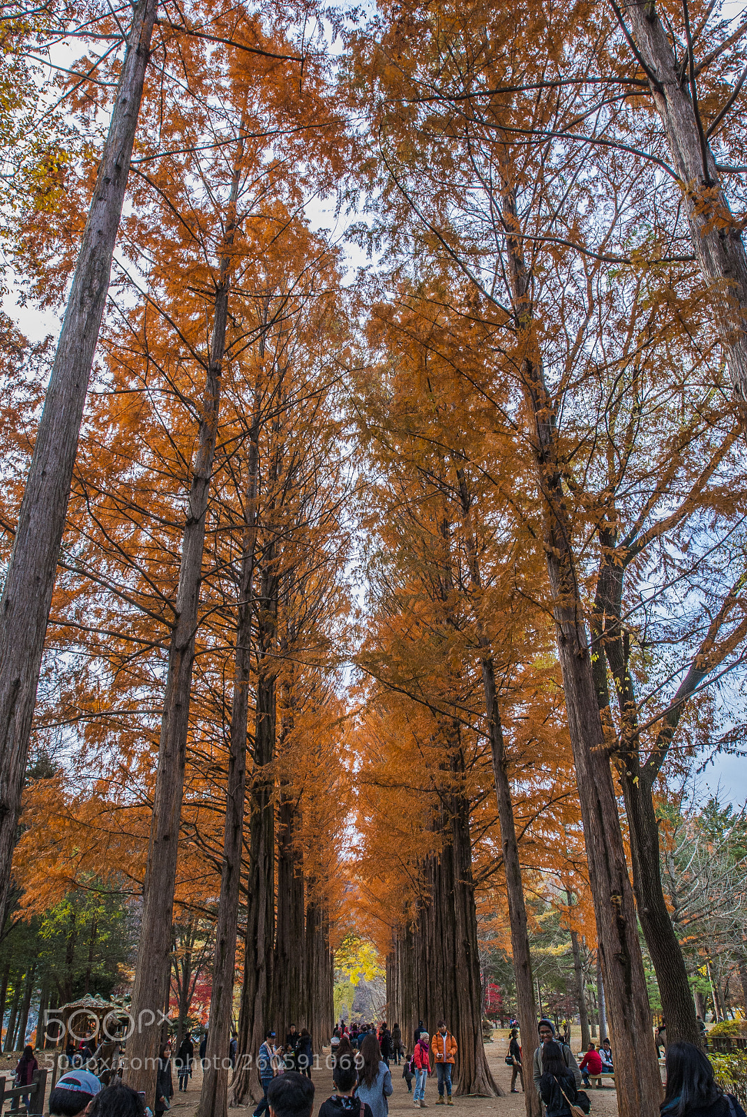 Nikon D200 sample photo. Nami island photography
