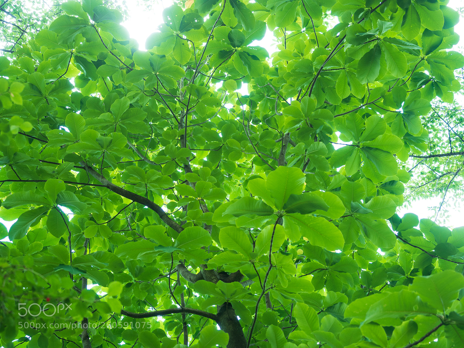 Olympus OM-D E-M5 II sample photo. 新緑 photography