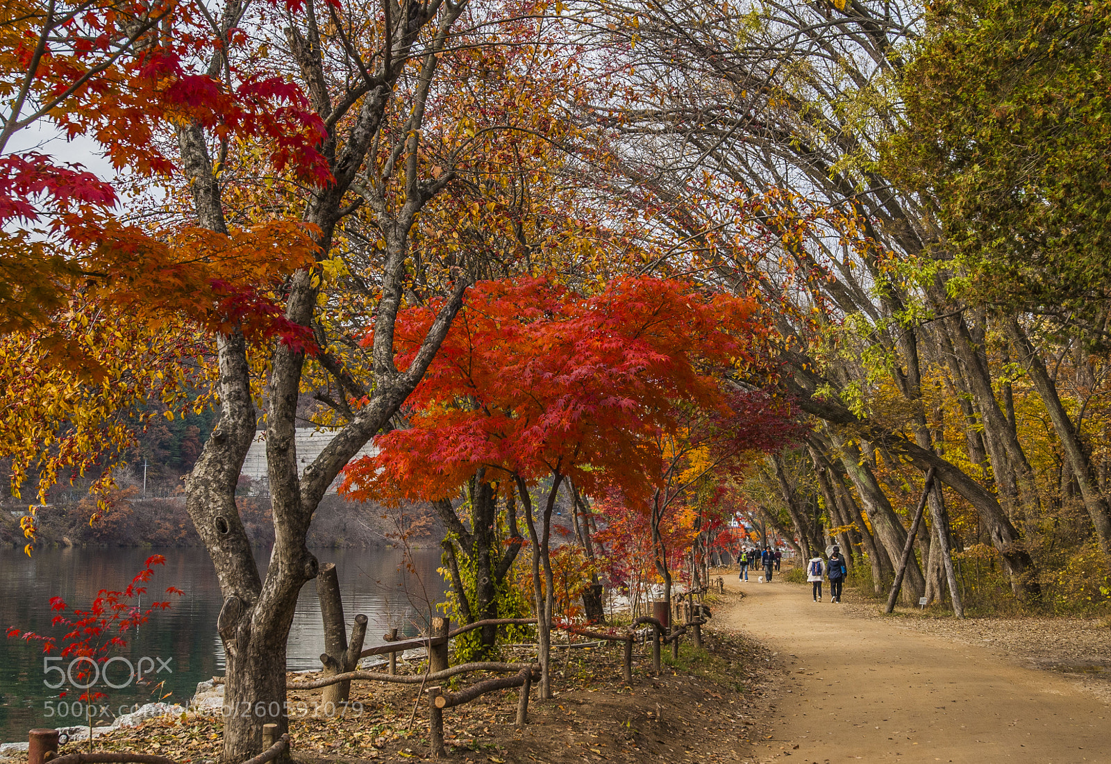 Nikon D200 sample photo. Nami island photography