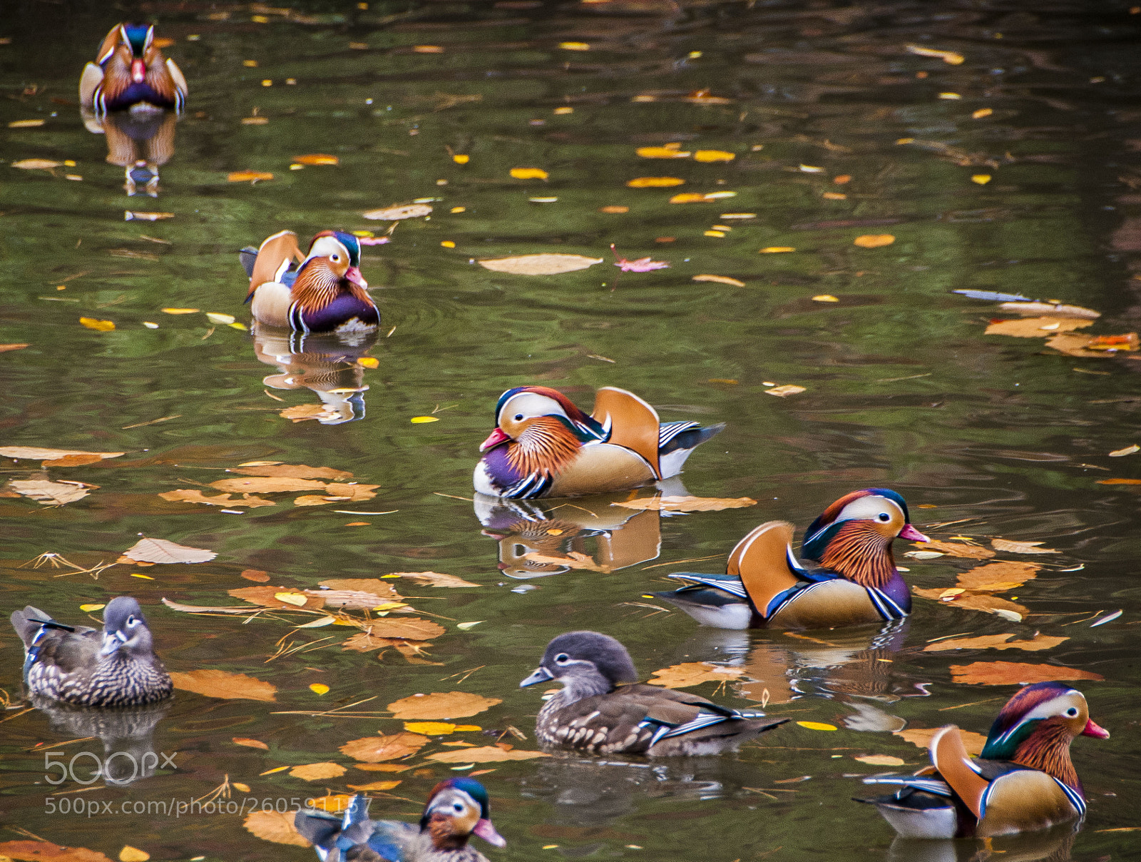 Nikon D200 sample photo. Changgyeonggung palace photography