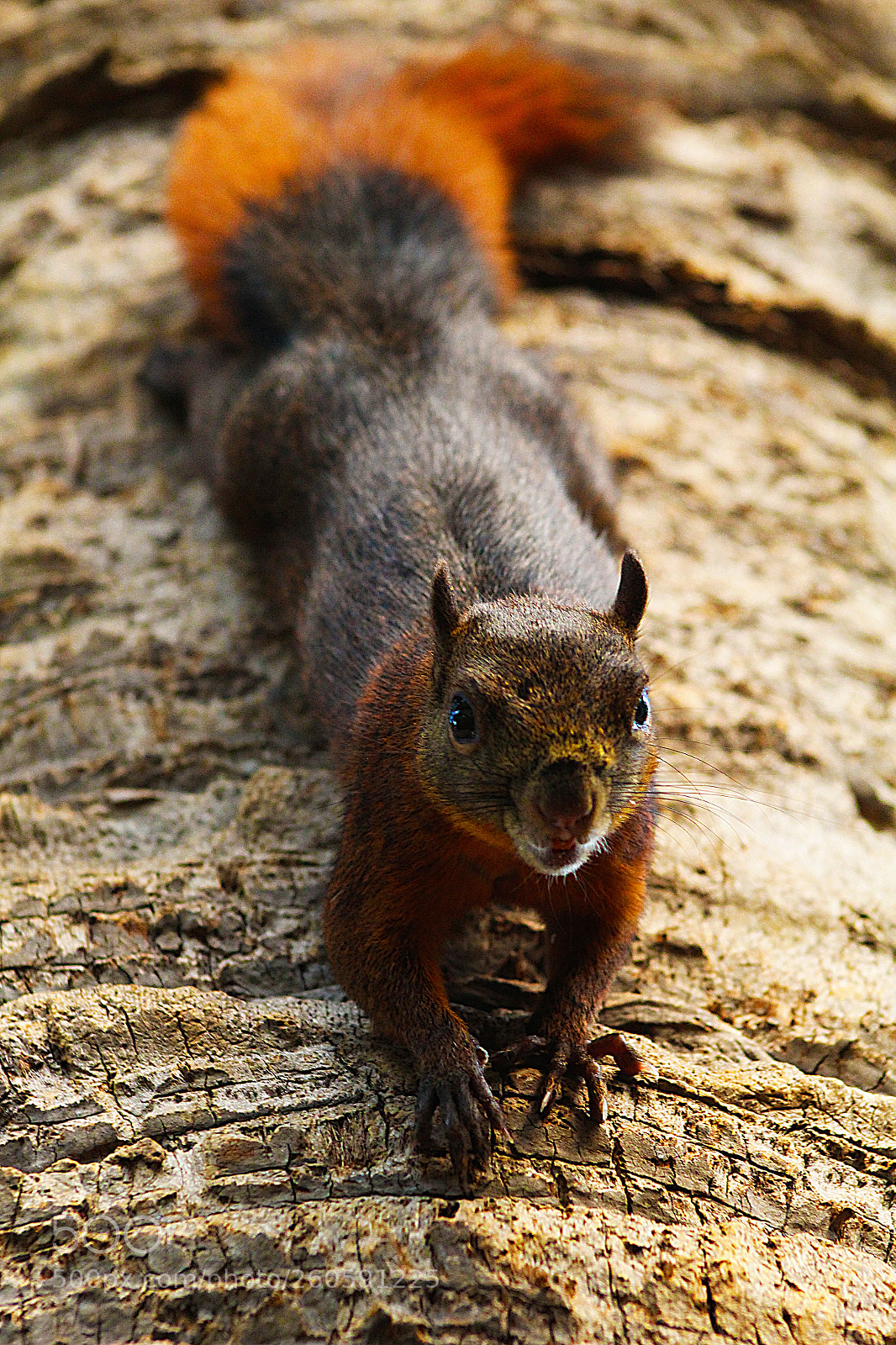 Canon EOS 1300D (EOS Rebel T6 / EOS Kiss X80) sample photo. Ardilla photography