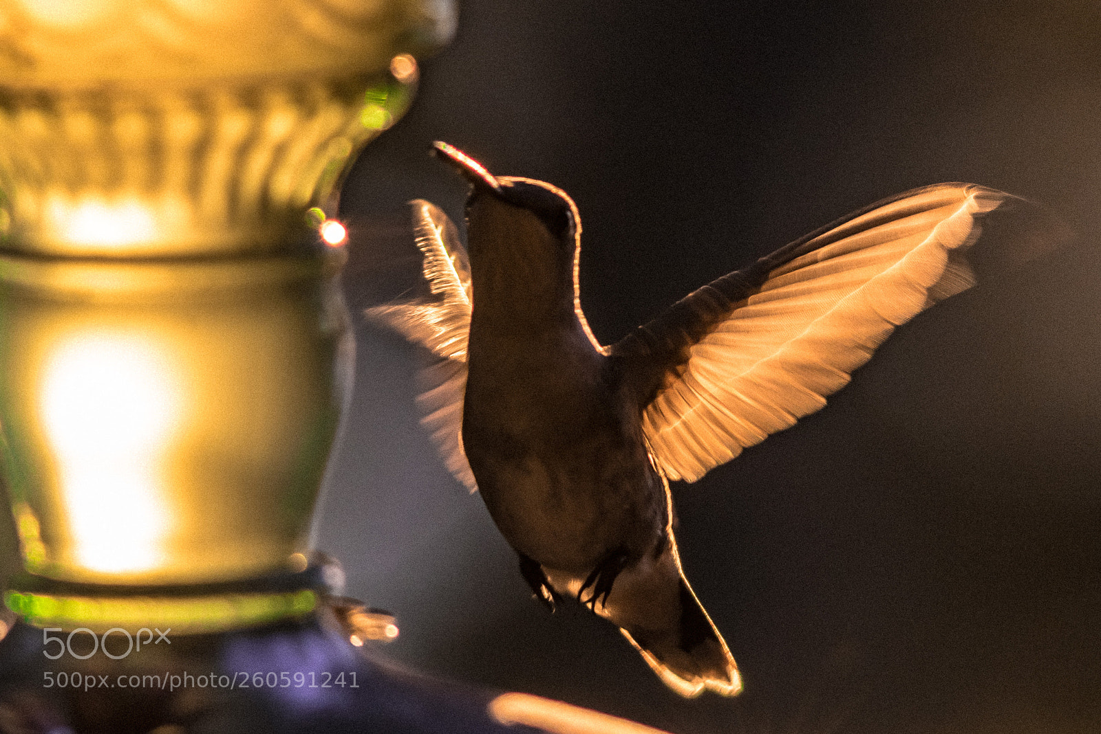 Nikon D750 sample photo. Hummingbird photography