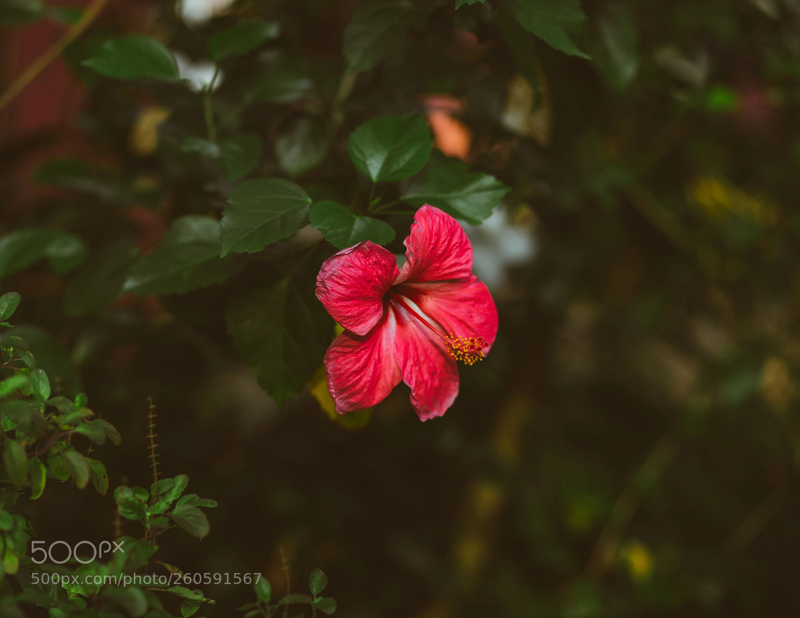 Canon EOS 6D sample photo. Hibiscus photography