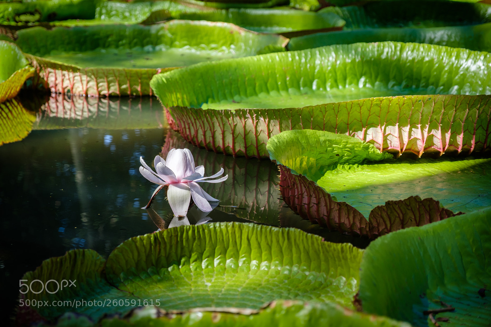 Fujifilm X-H1 sample photo. Pamplemousse garden mauritius photography