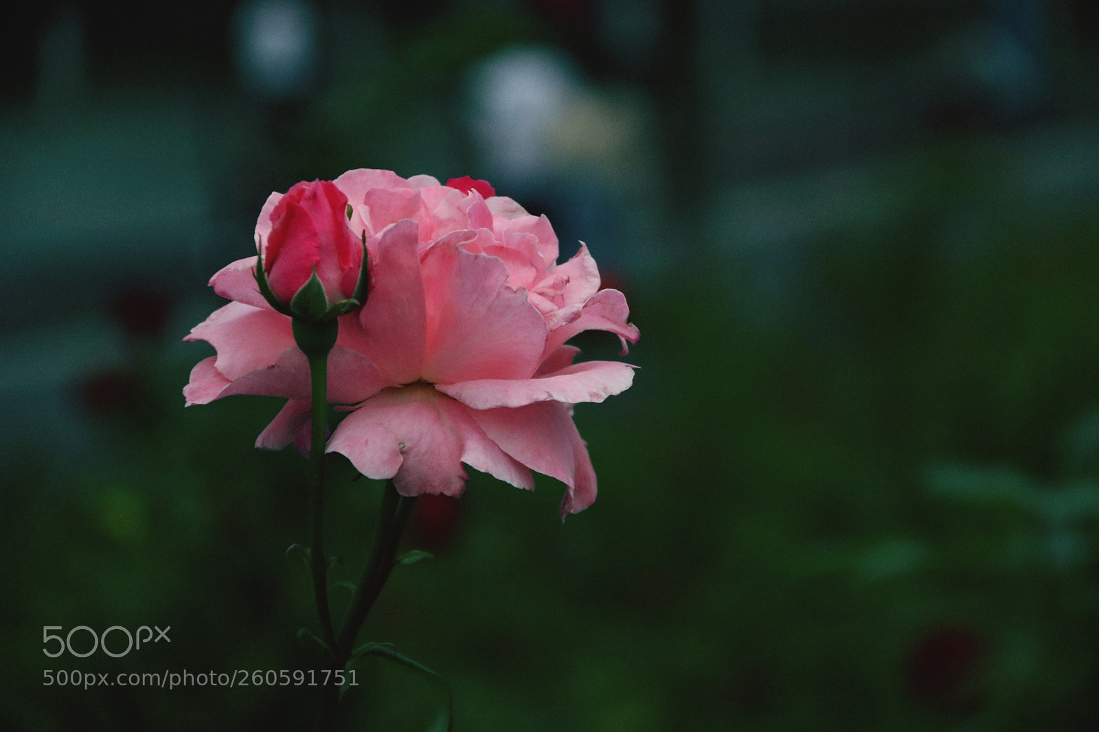 Canon EOS 80D sample photo. Untitled photography