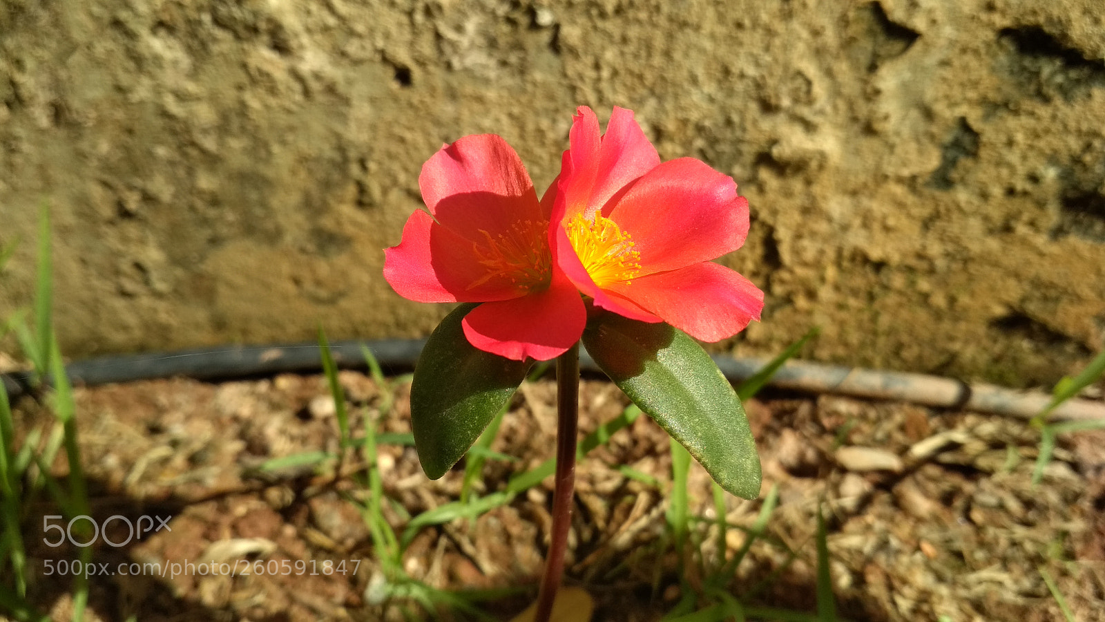 Xiaomi Redmi 4X sample photo. Untitled photography