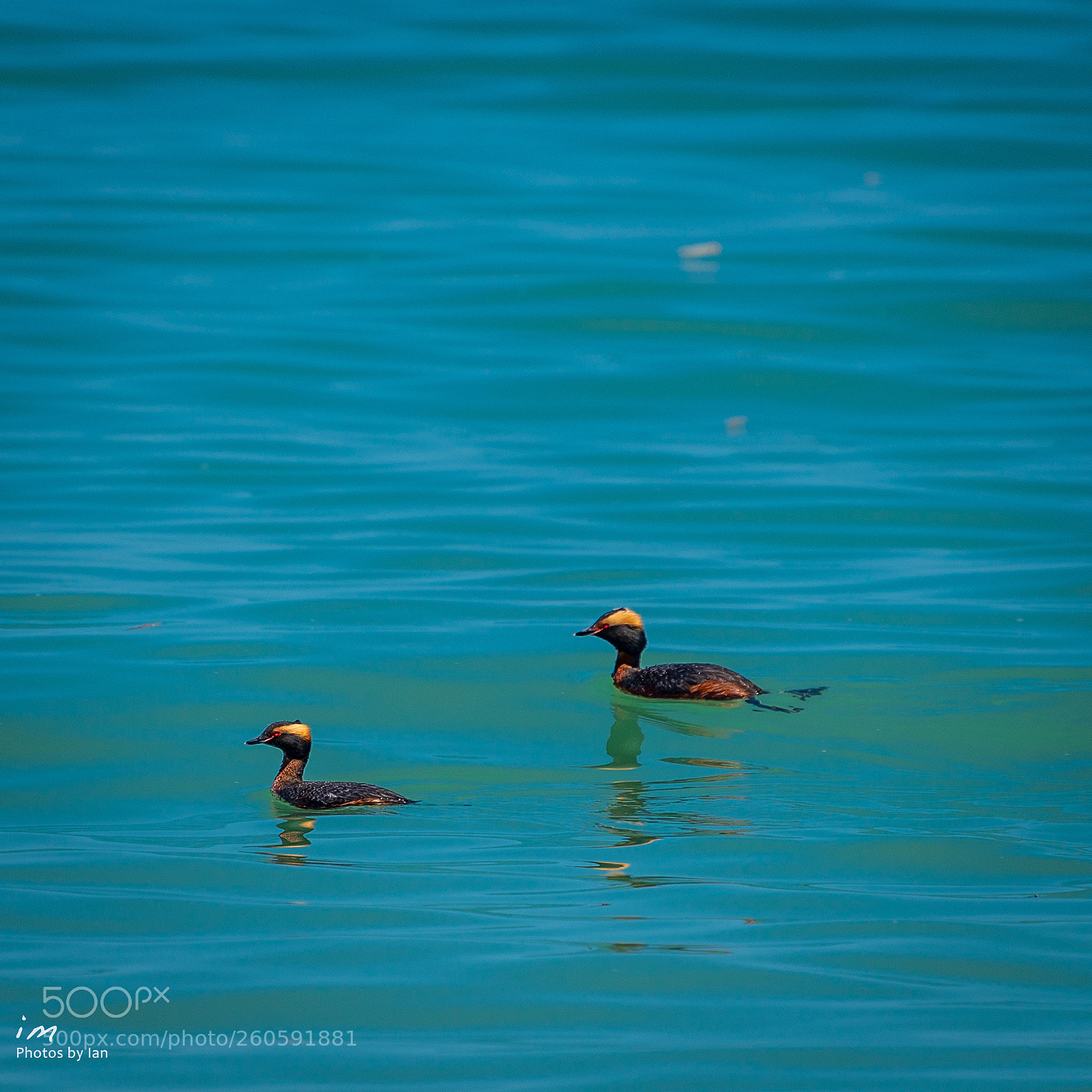 Nikon D610 sample photo. Horned grebes at point photography