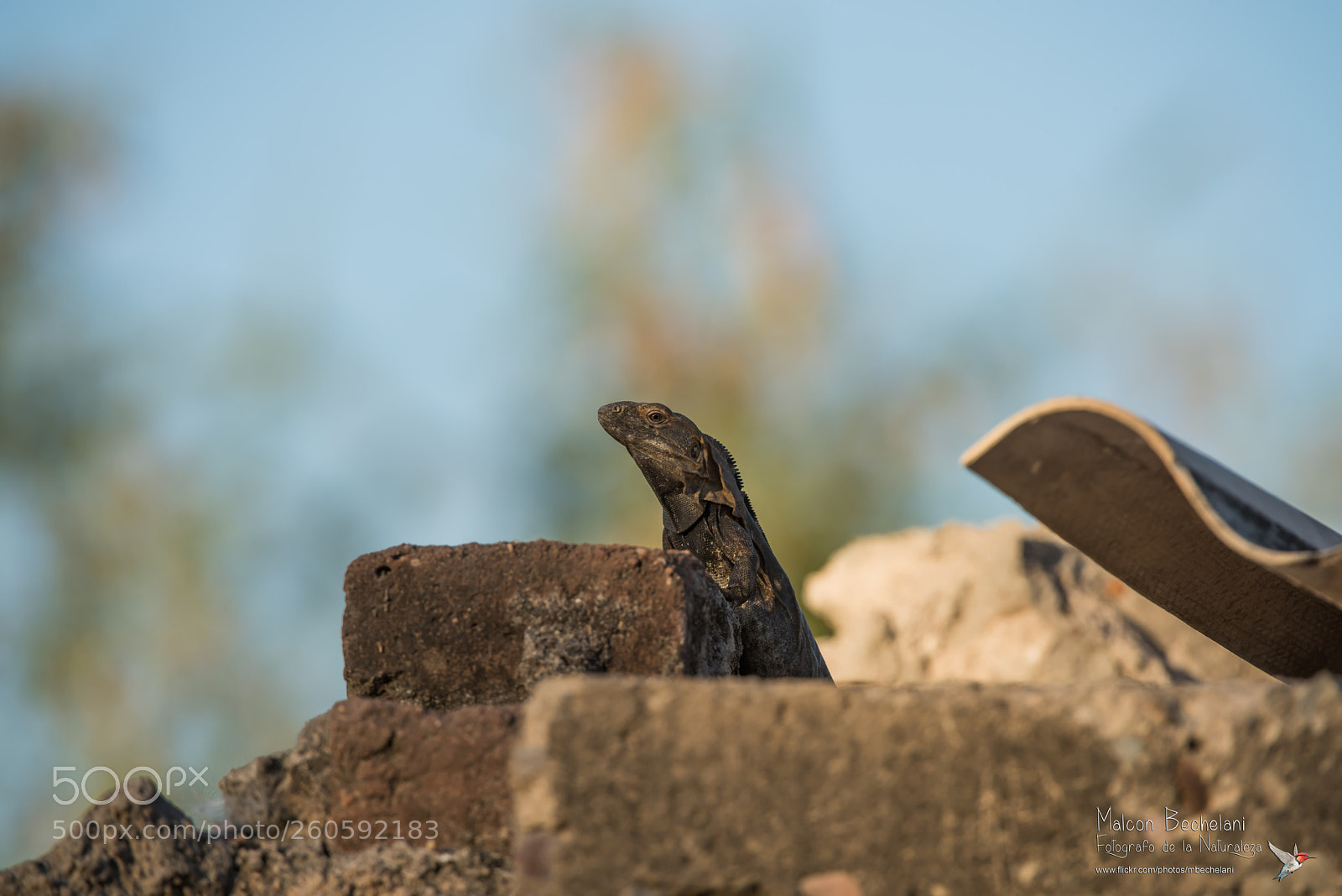 Nikon D810 sample photo. Mbs photography