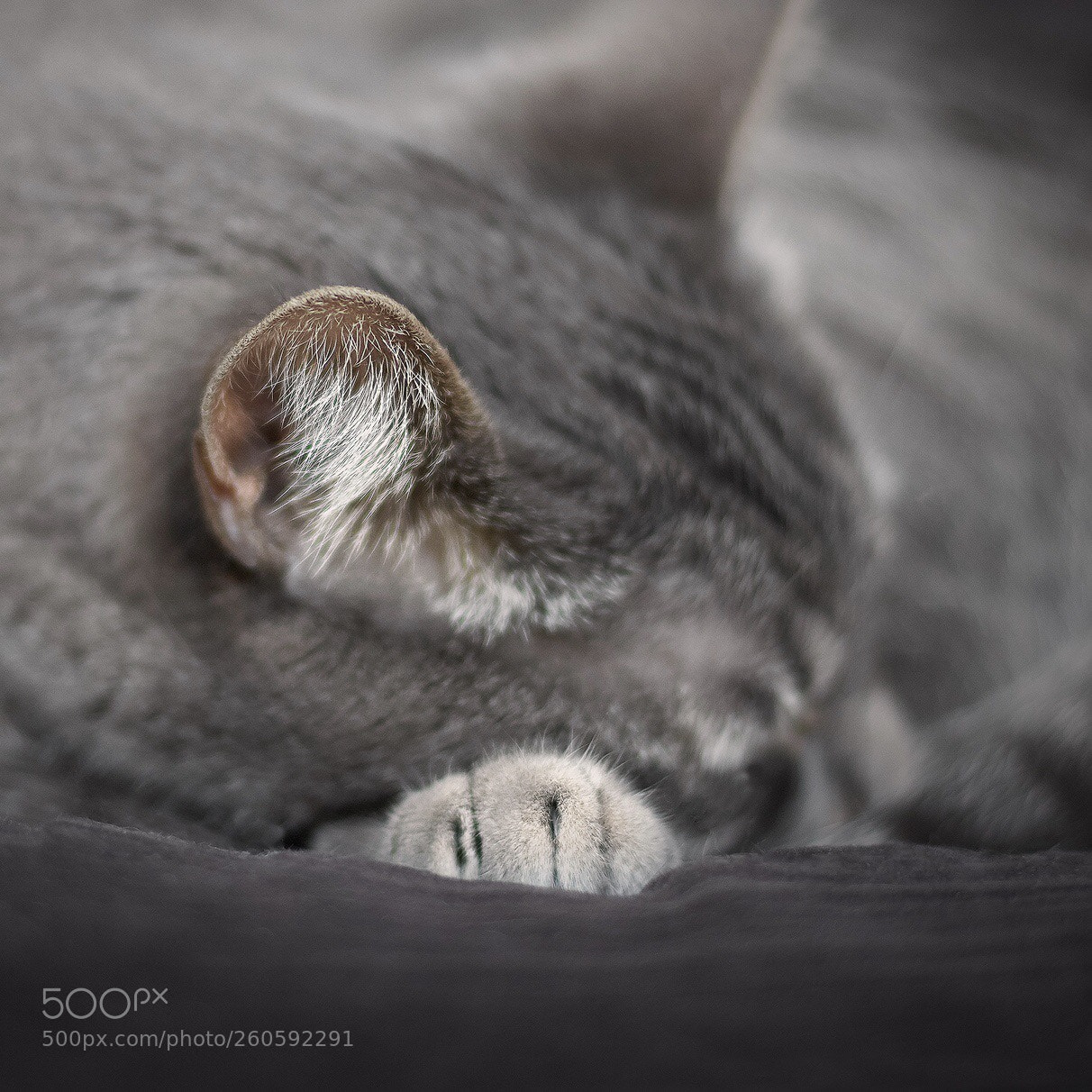 Nikon D500 sample photo. Untitled photography