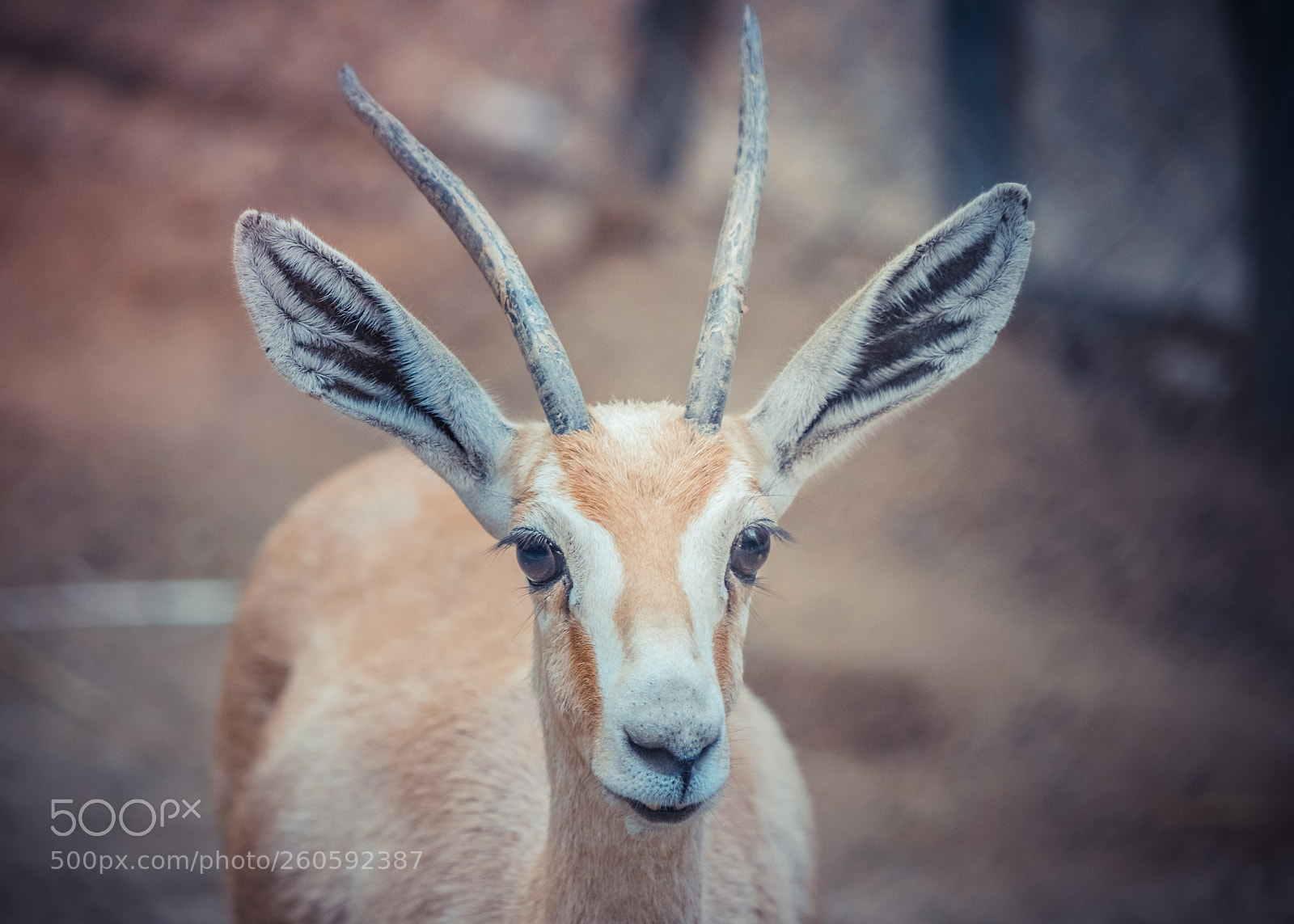 Nikon D5300 sample photo. Deer photography