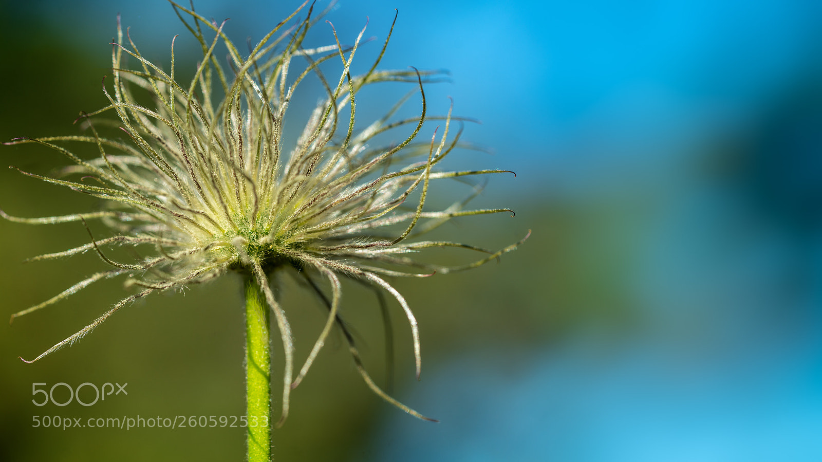 Sony a7R II sample photo. Wiry photography