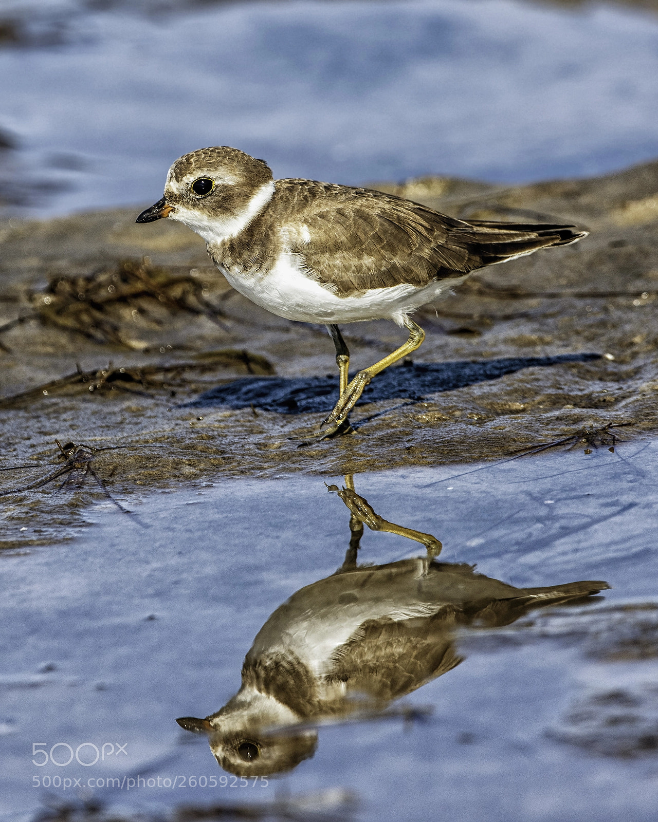 Nikon D810 sample photo. Semipalmated plover photography