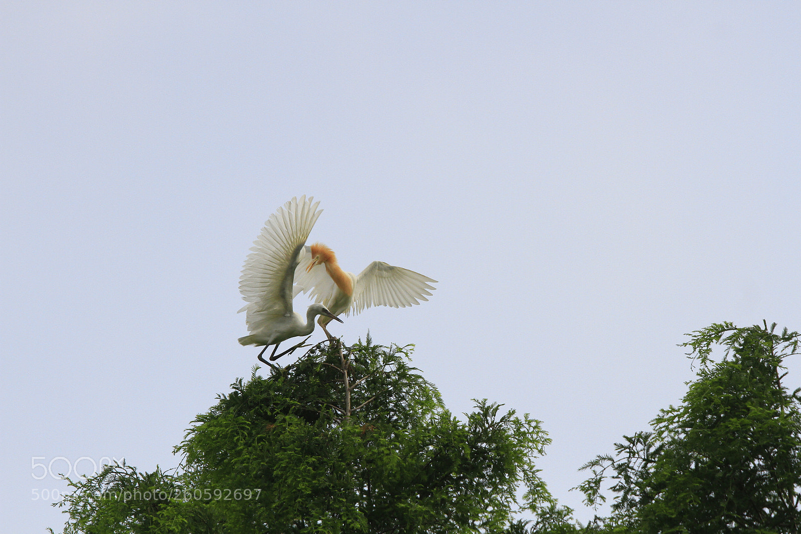 Canon EOS 7D sample photo. The charm of nature photography