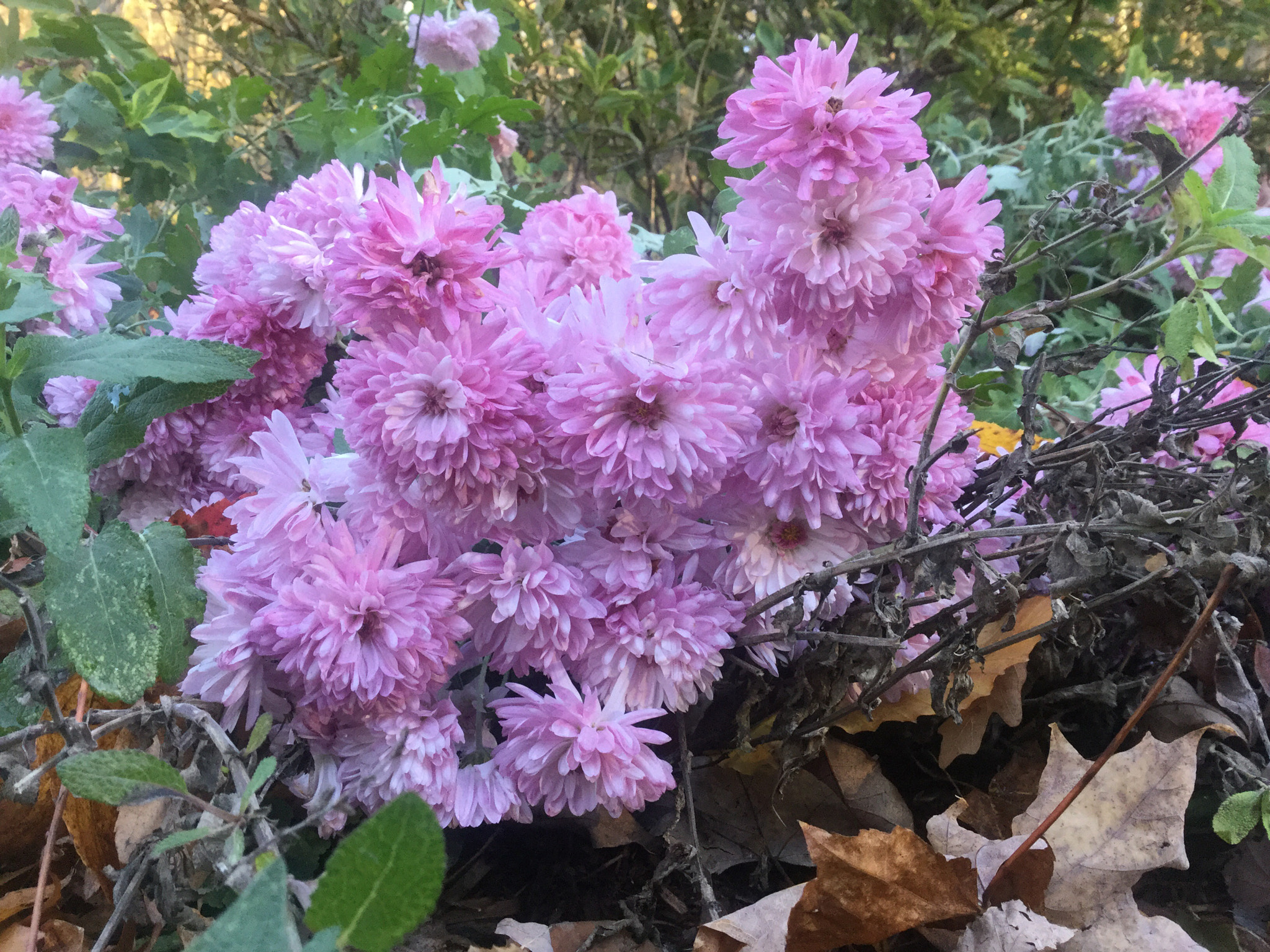 Apple iPad Air 2 sample photo. Autumn  photography