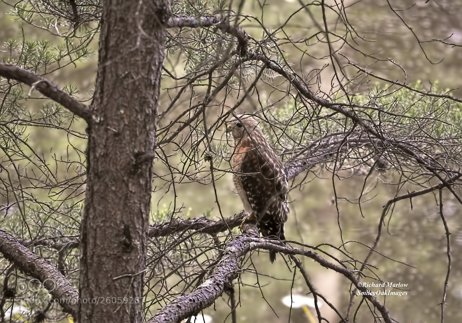 Nikon D5000 sample photo. Hawk among the twigs photography