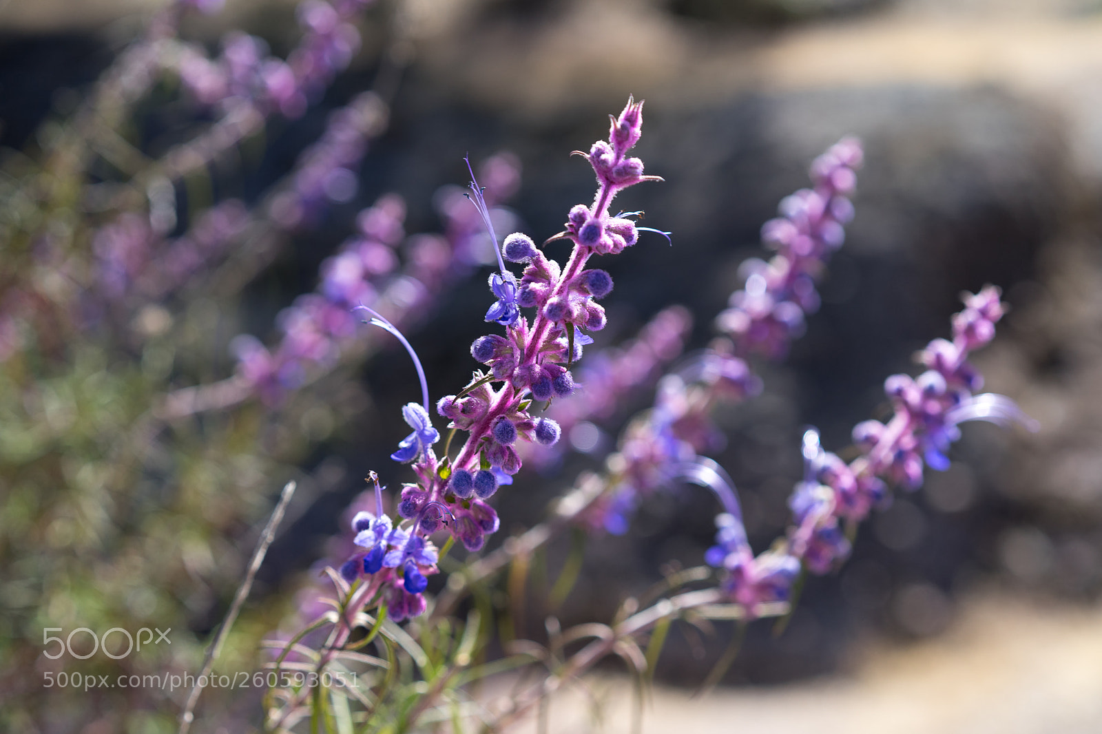 Sony a7 II sample photo. Interesting flower photography