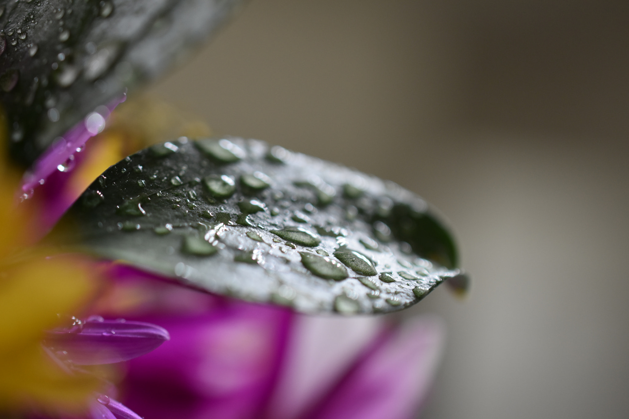 Nikon D3400 + Nikon AF-S DX Micro Nikkor 40mm F2.8 sample photo. Dripping wet photography