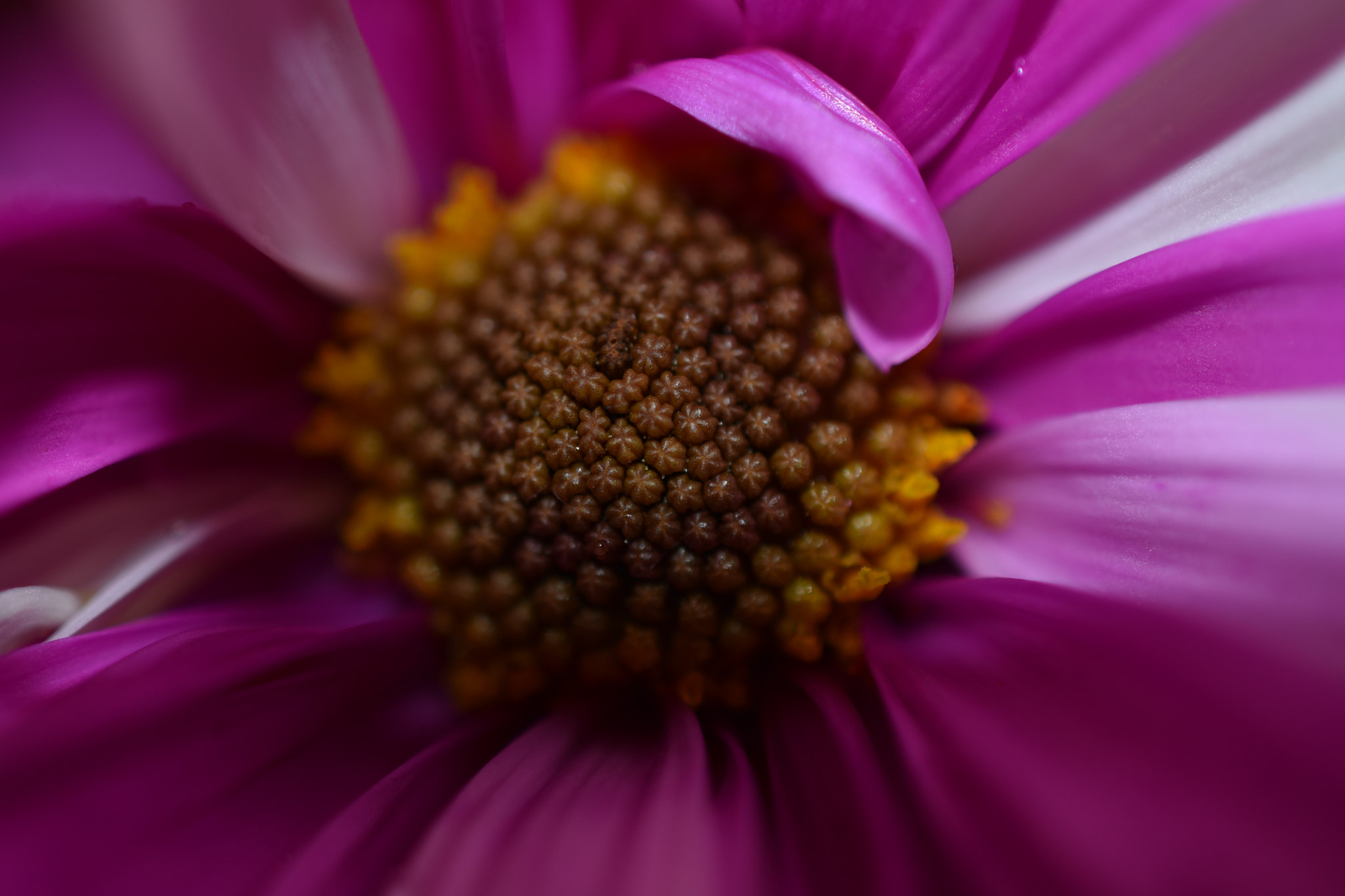 Nikon AF-S DX Micro Nikkor 40mm F2.8 sample photo. Folded photography