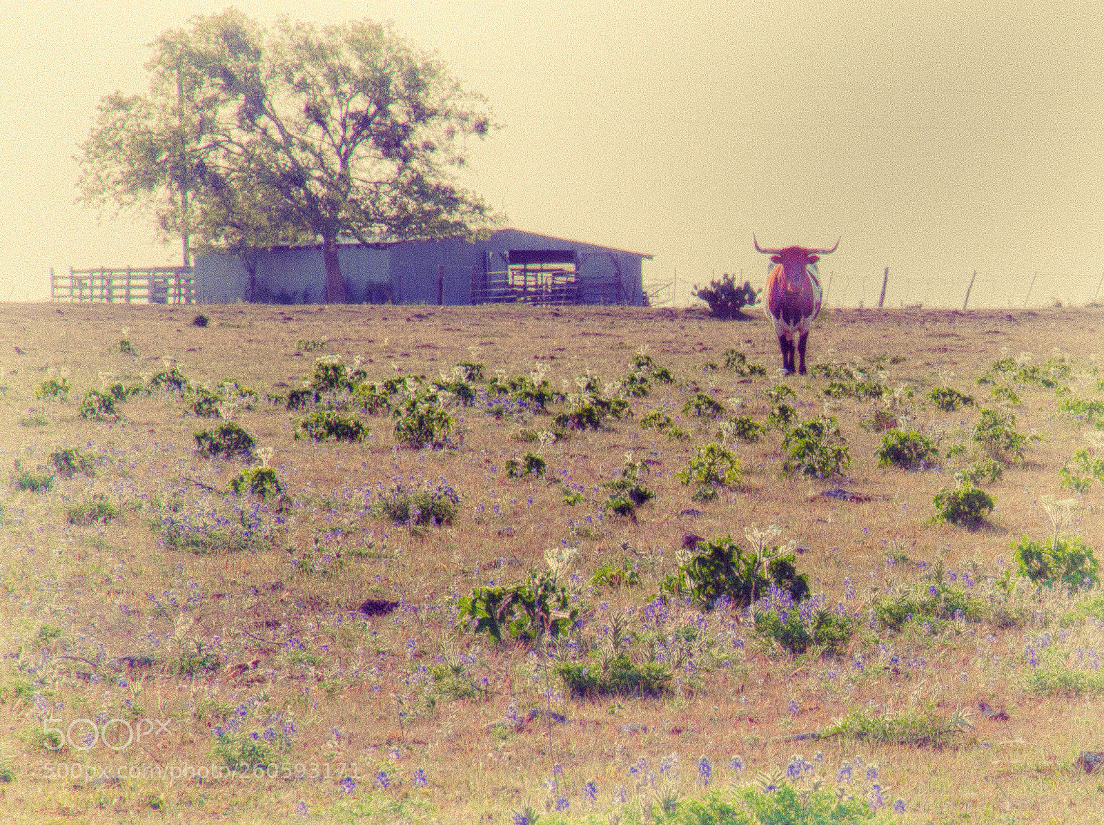Canon EOS 5D Mark II sample photo. Plains view photography