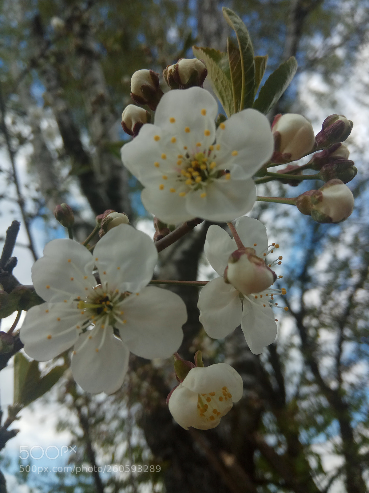 Xiaomi Redmi Note 4 sample photo. Untitled photography