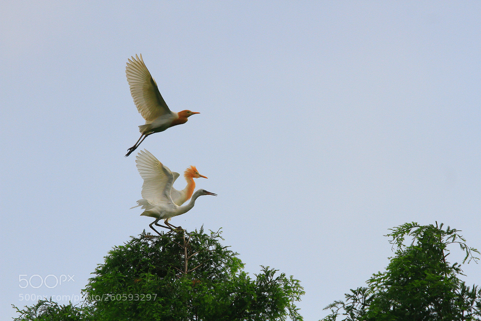 Canon EOS 7D sample photo. The charm of nature photography