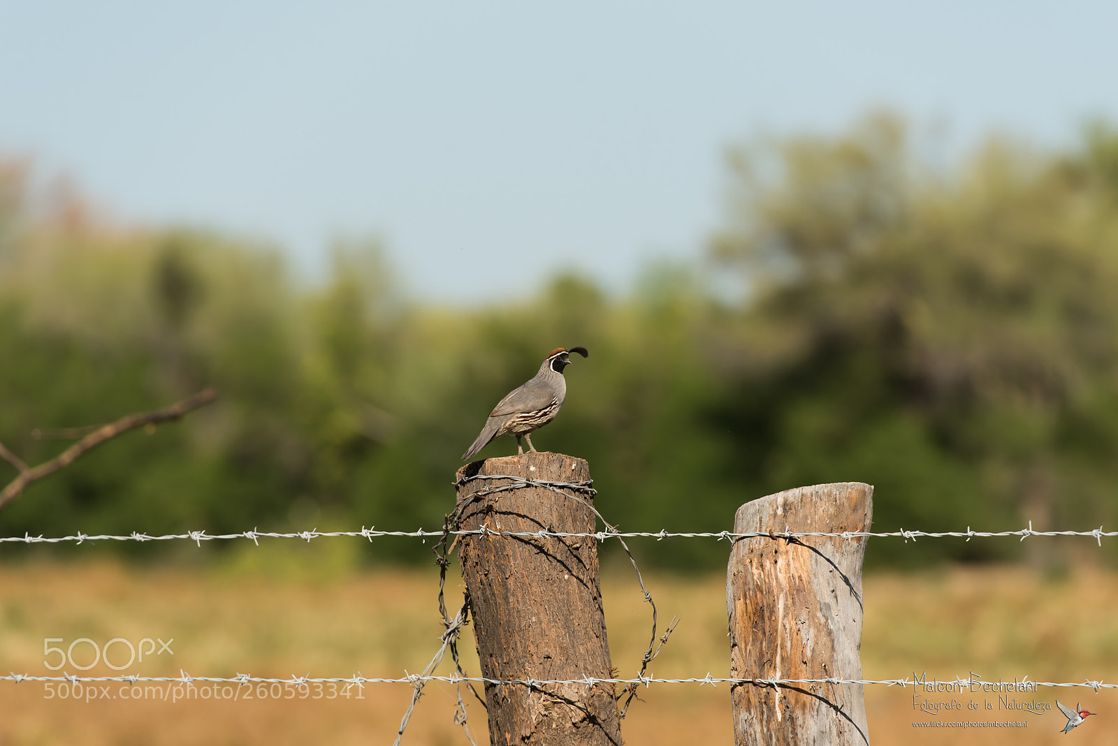 Nikon D810 sample photo. Mbs photography