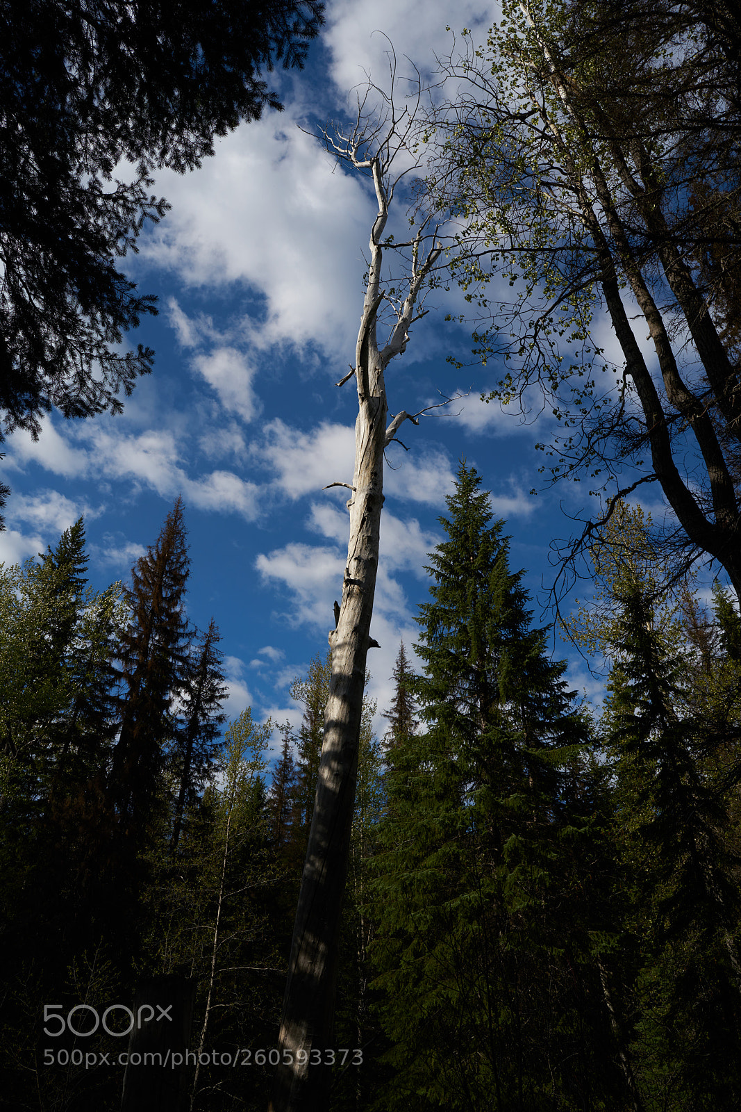 Sony a7R II sample photo. Lightning lake photography