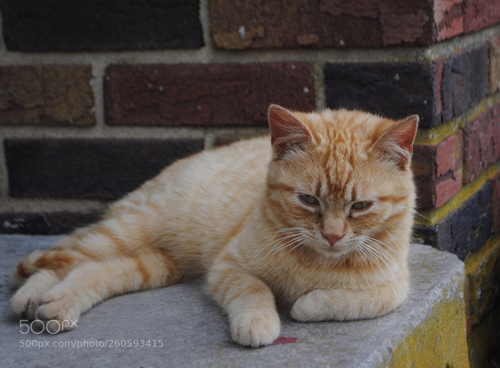 Nikon D3000 sample photo. Farm tabby photography