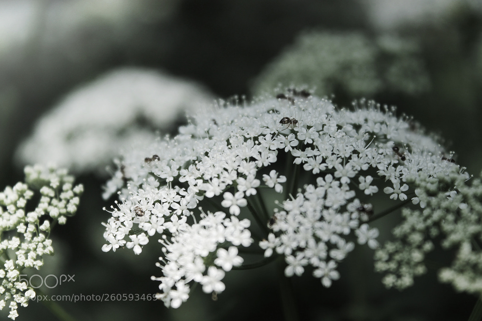 Canon EOS 1100D (EOS Rebel T3 / EOS Kiss X50) sample photo. Little ants photography