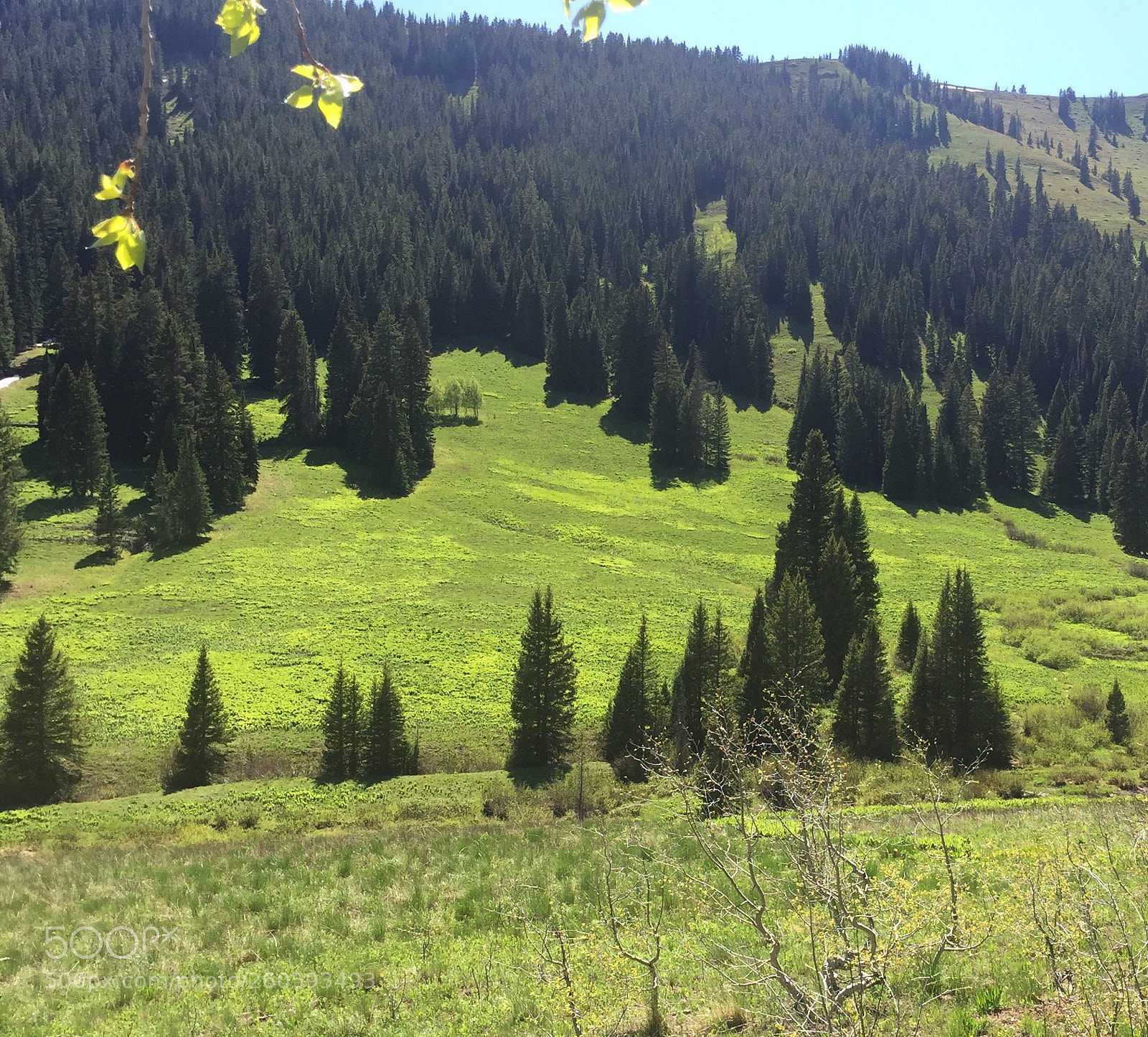 Apple iPhone 6 Plus sample photo. Crested butte
iphone preview photography