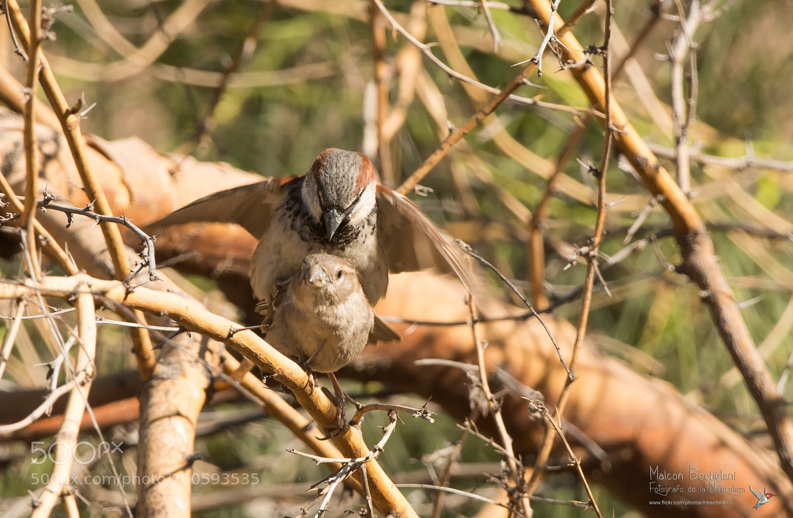 Nikon D810 sample photo. Mbs photography