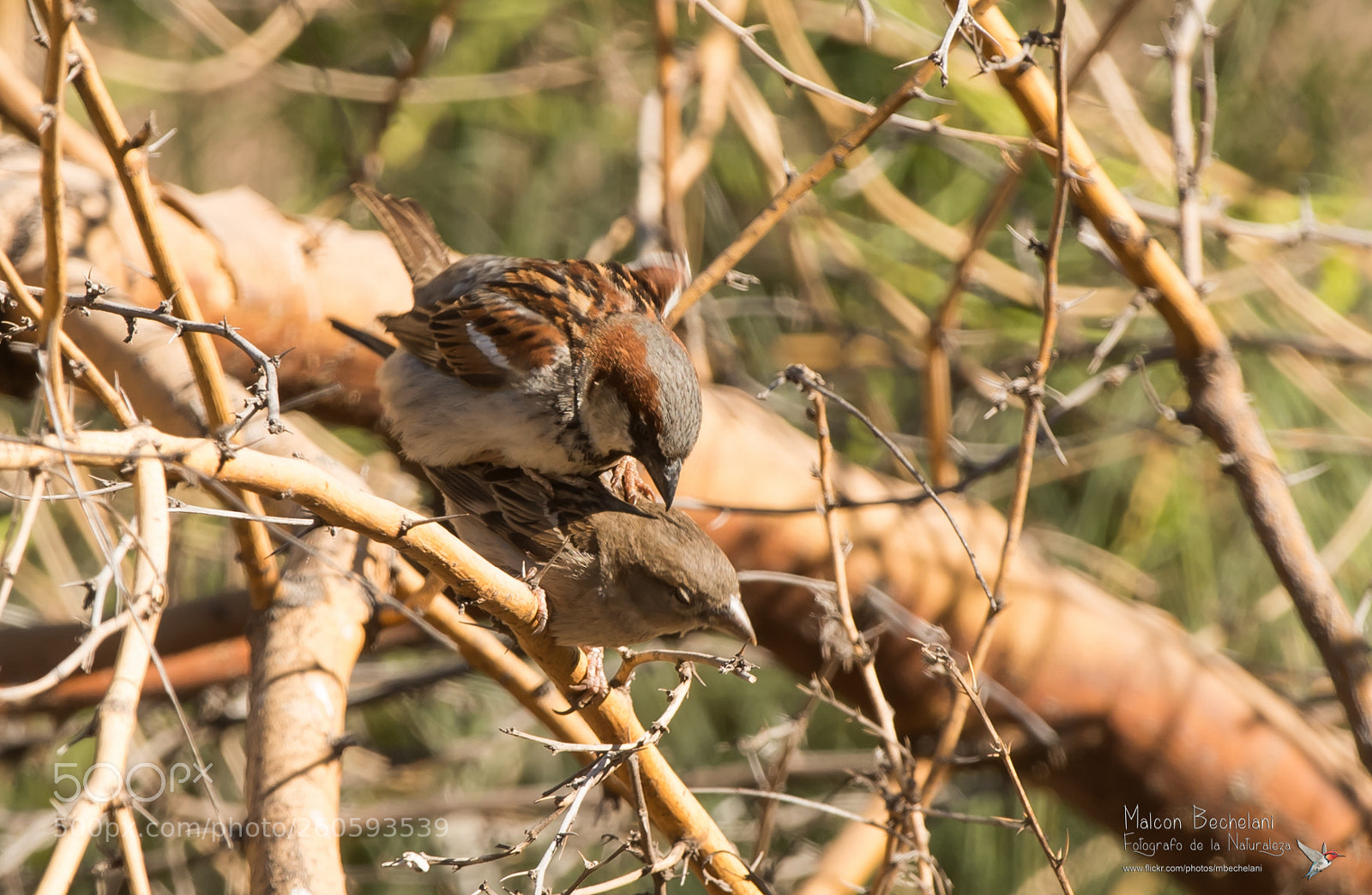Nikon D810 sample photo. Mbs photography