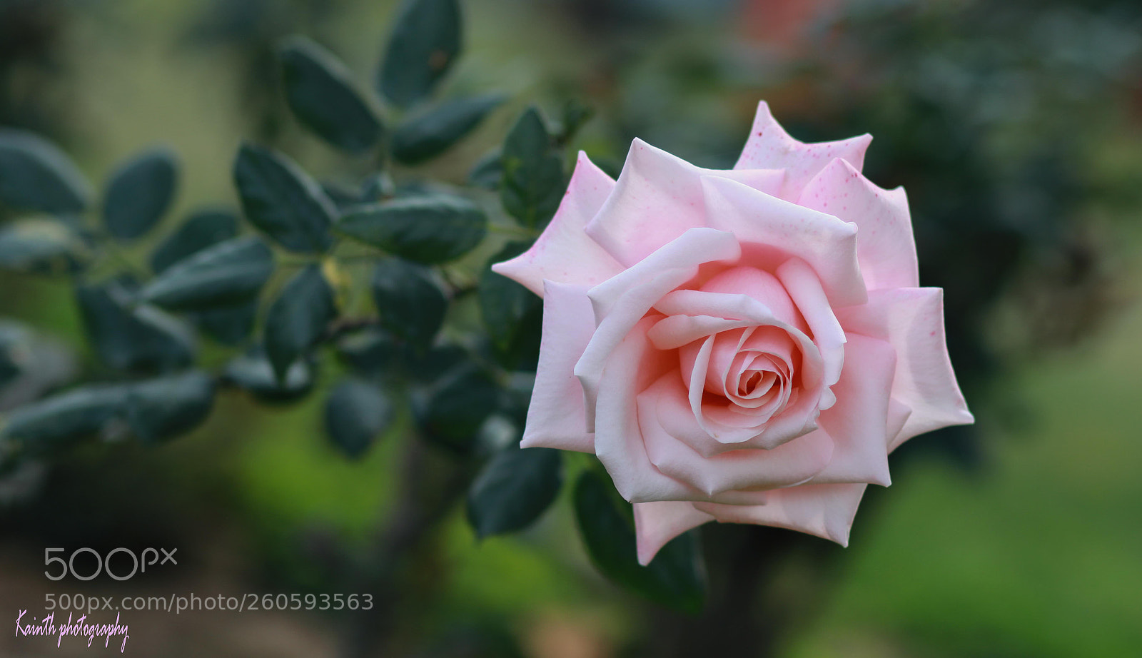Canon EOS 7D Mark II sample photo. Untitled photography