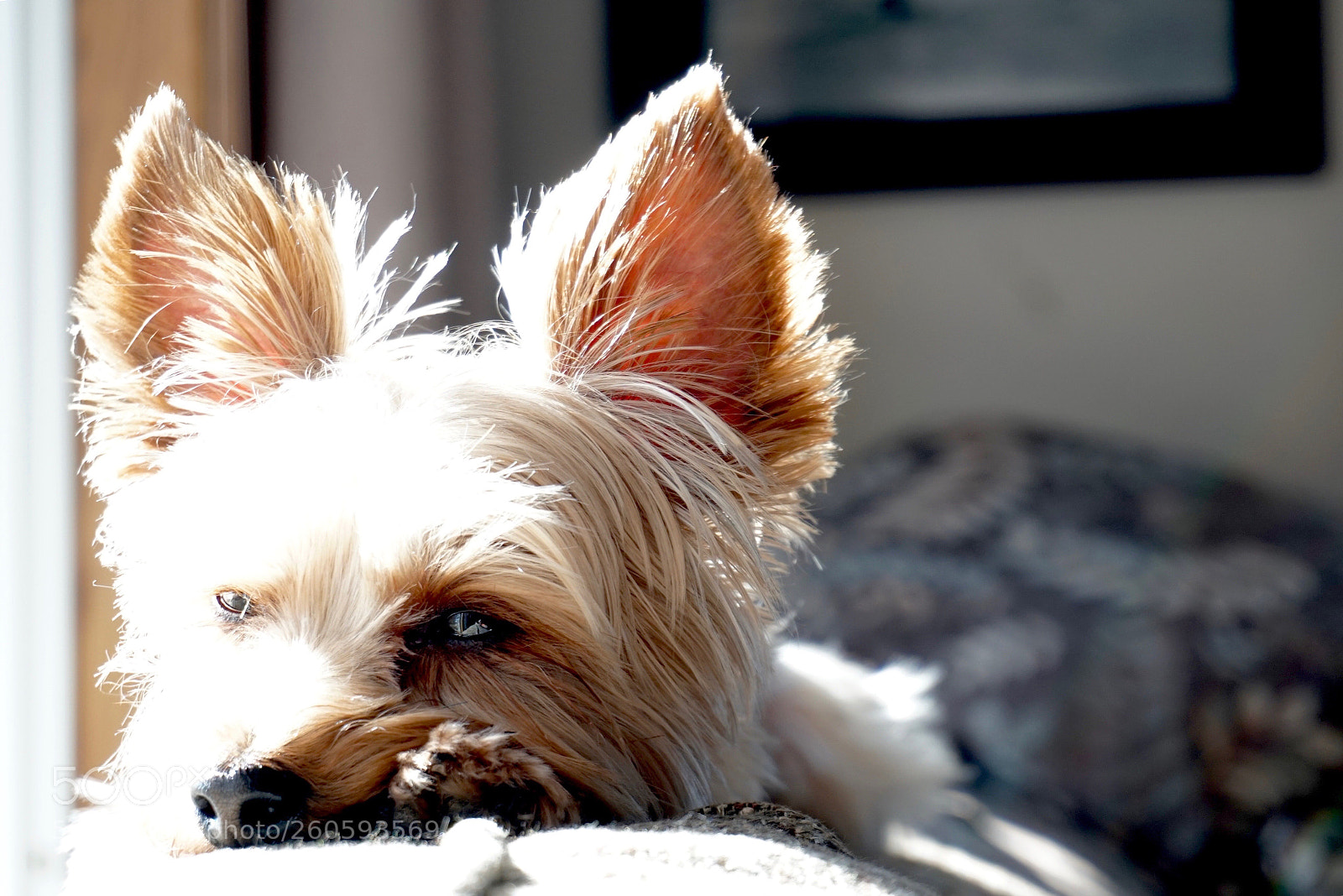 Sony a6300 sample photo. Sleepy dog photography