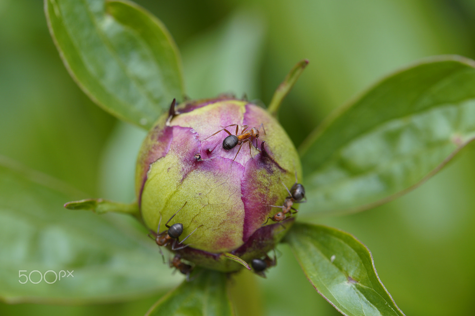 Canon EF 100mm F2.8L Macro IS USM sample photo. Ants on flower bud photography
