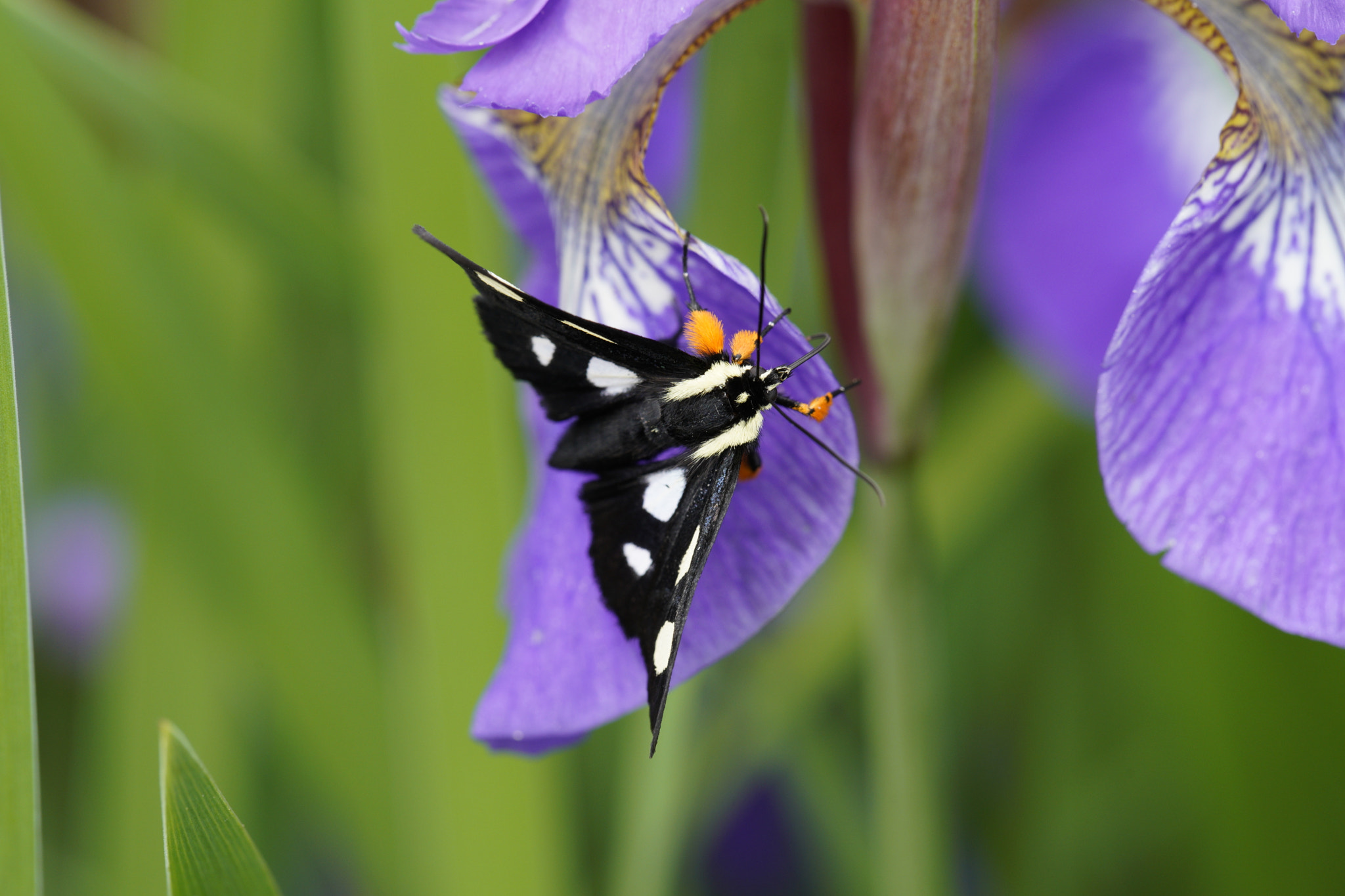 Canon EF 100mm F2.8L Macro IS USM sample photo. Butterfly resting on flower photography