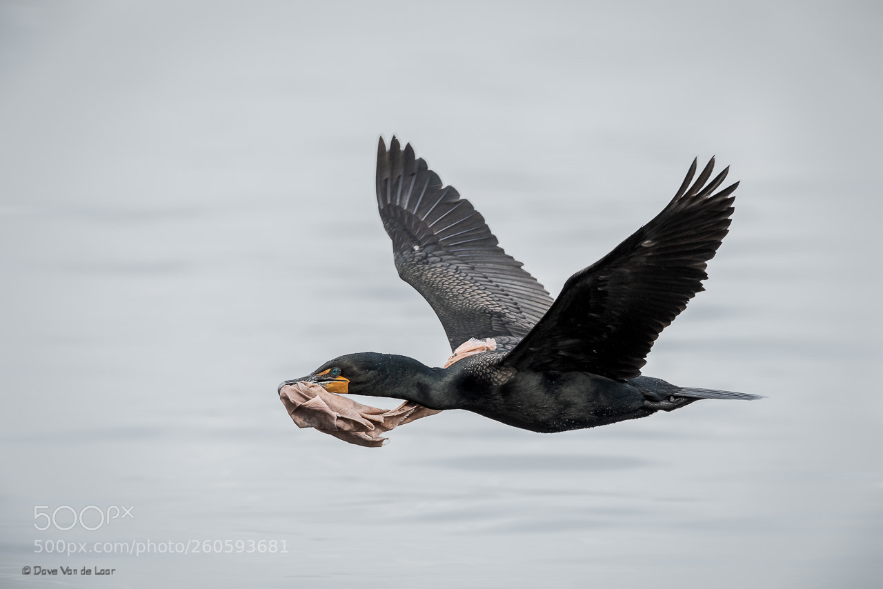 Nikon D810 sample photo. Double-crested cormorant photography