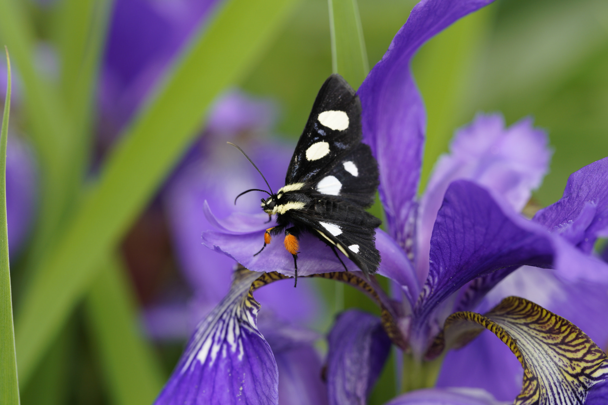 Canon EF 100mm F2.8L Macro IS USM sample photo. Butterfly resting on flower photography
