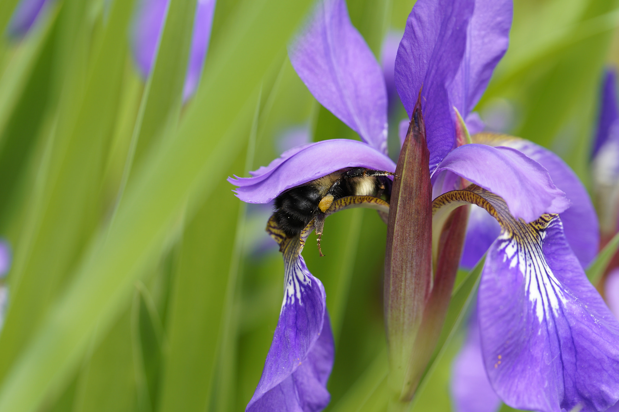 Canon EF 100mm F2.8L Macro IS USM sample photo. Bumblebee going in for a snack photography