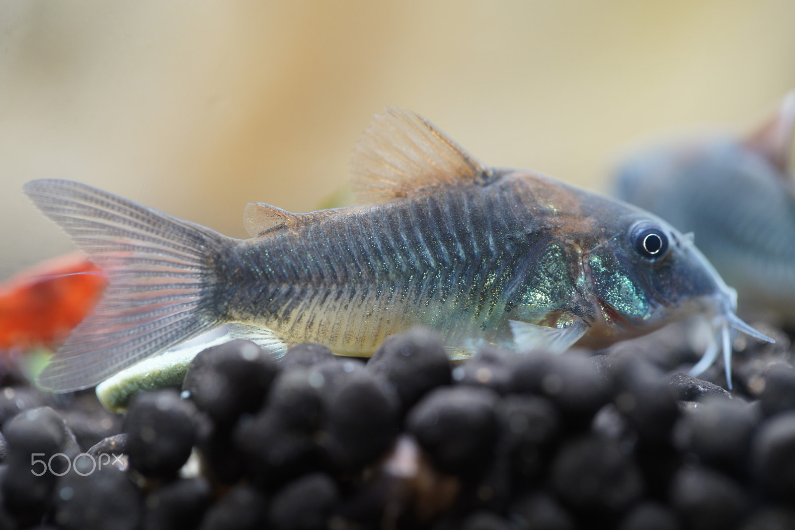 Canon EF 100mm F2.8L Macro IS USM sample photo. Corydora catfish photography