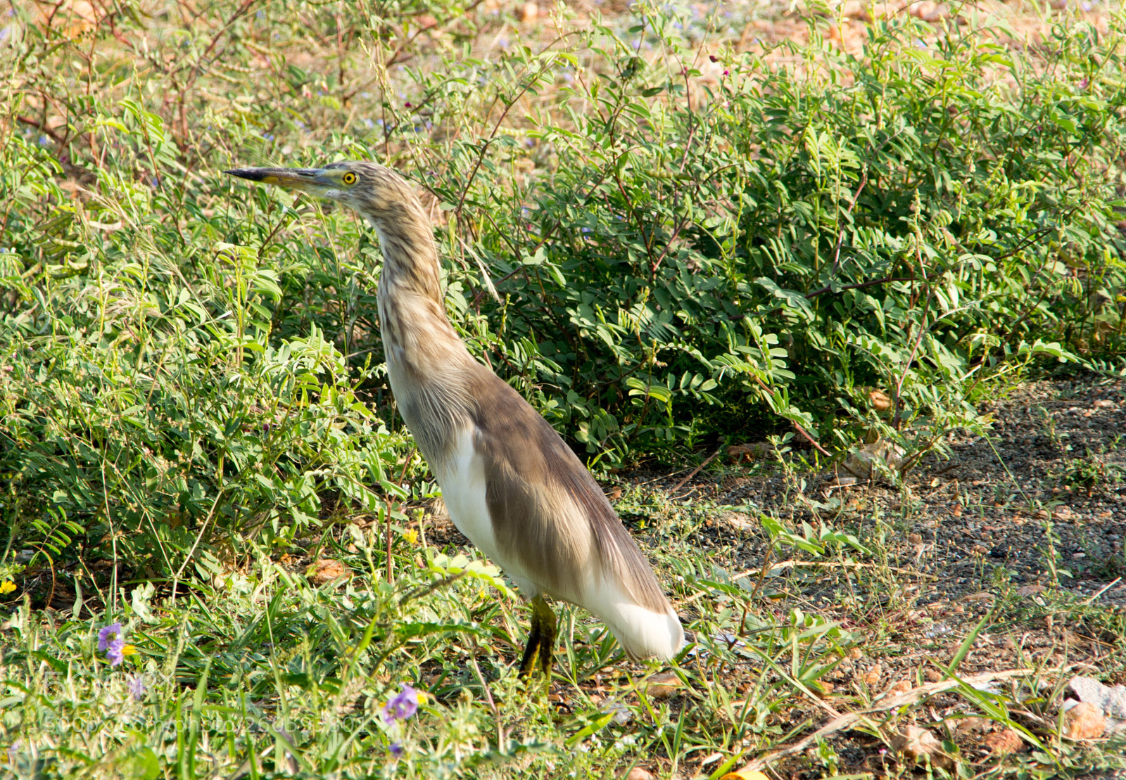 Nikon D7200 sample photo. Bird photography