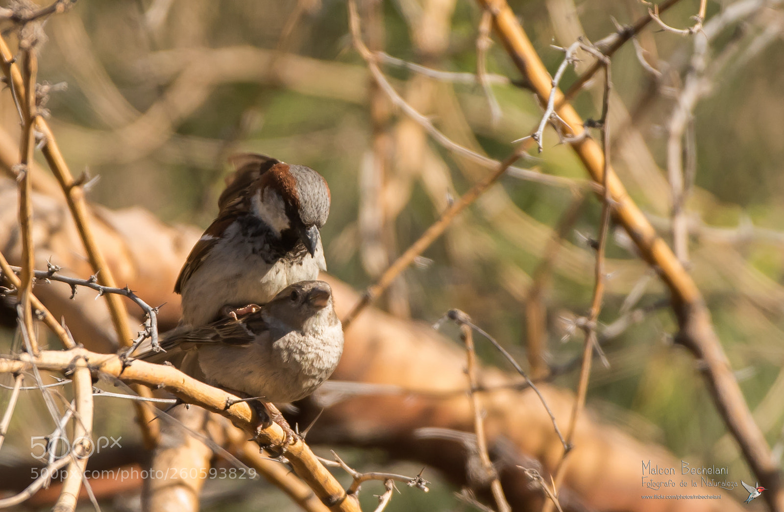 Nikon D810 sample photo. Mbs photography