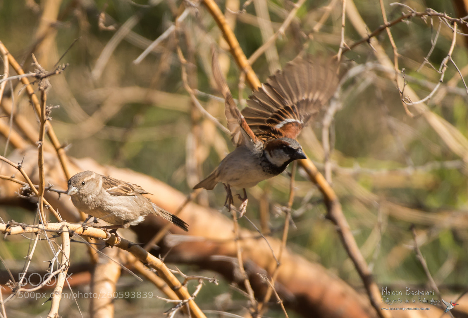 Nikon D810 sample photo. Mbs photography