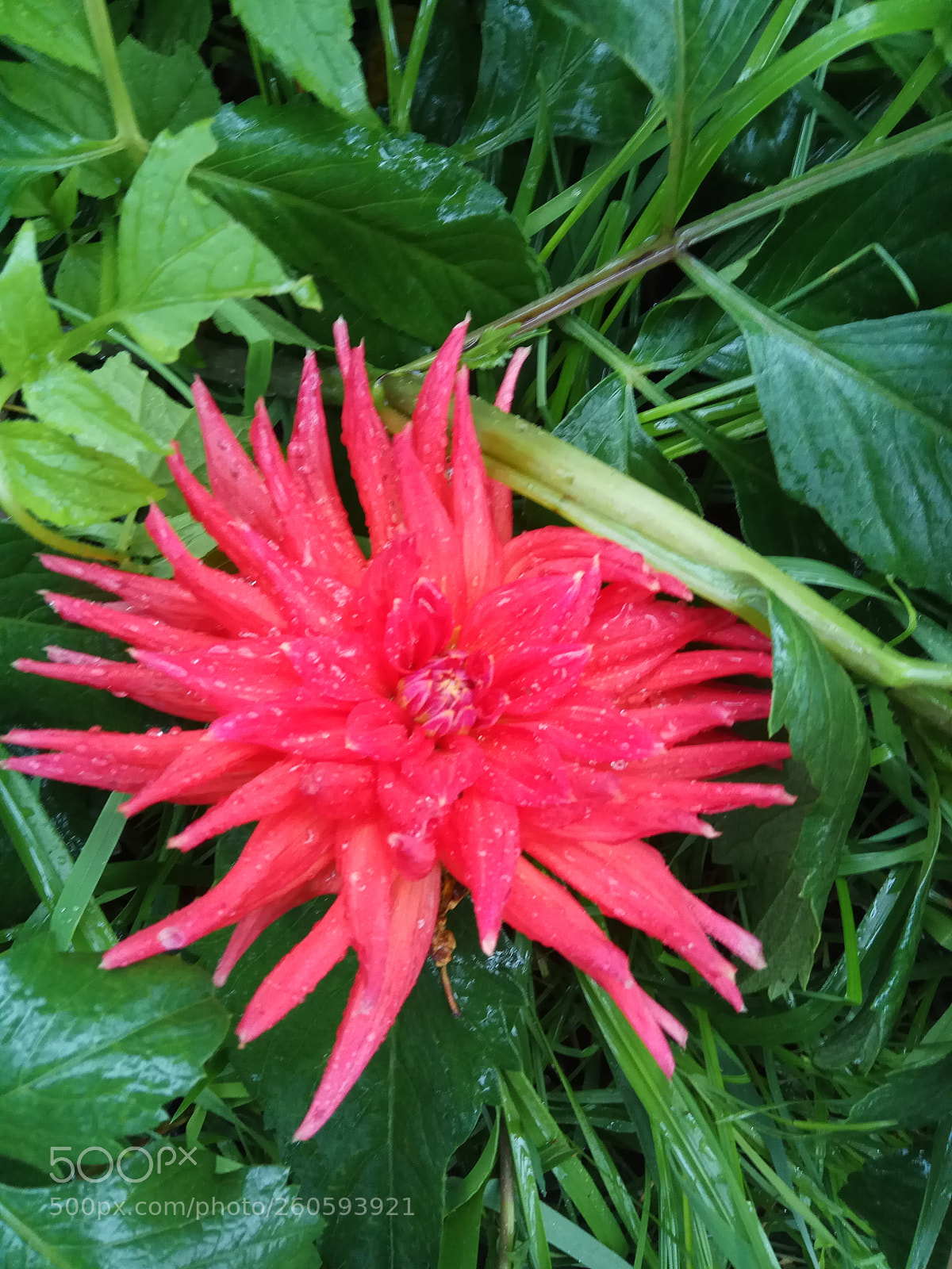 Xiaomi Redmi Note 4 sample photo. Untitled photography