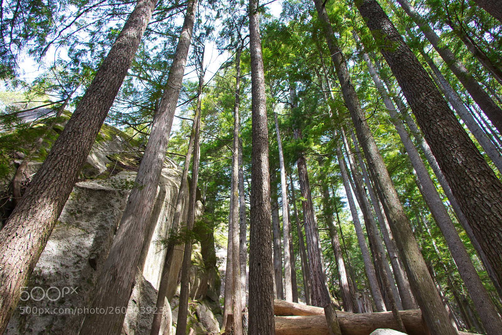 Canon EOS 80D sample photo. Trailside to the chief photography