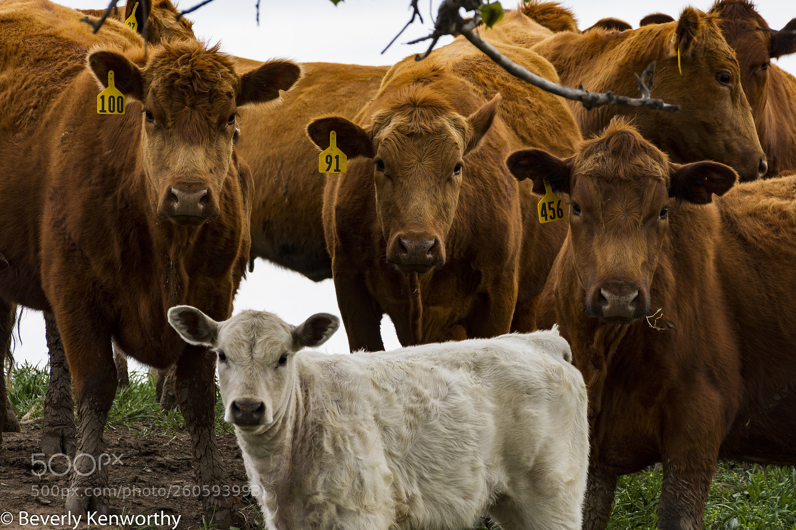 Nikon D7200 sample photo. All eyes on you photography