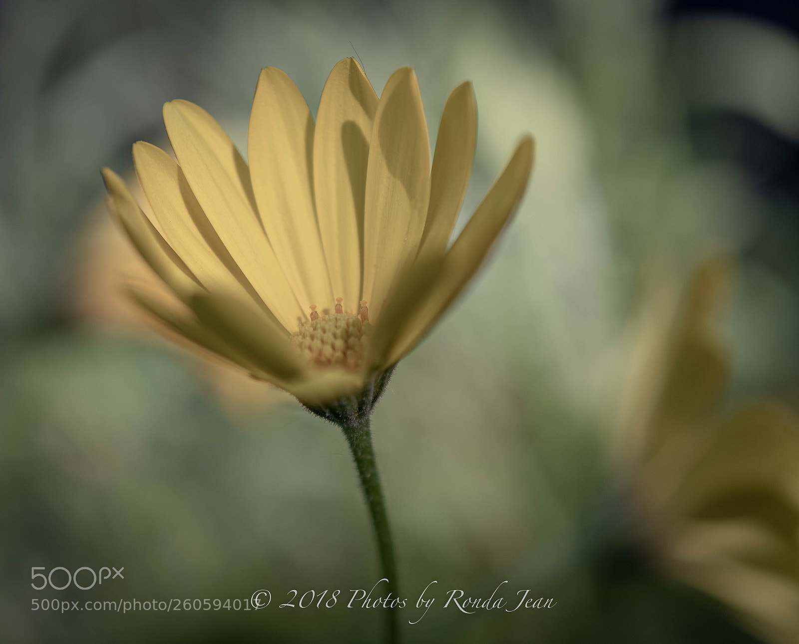 Nikon D500 sample photo. Untitled photography