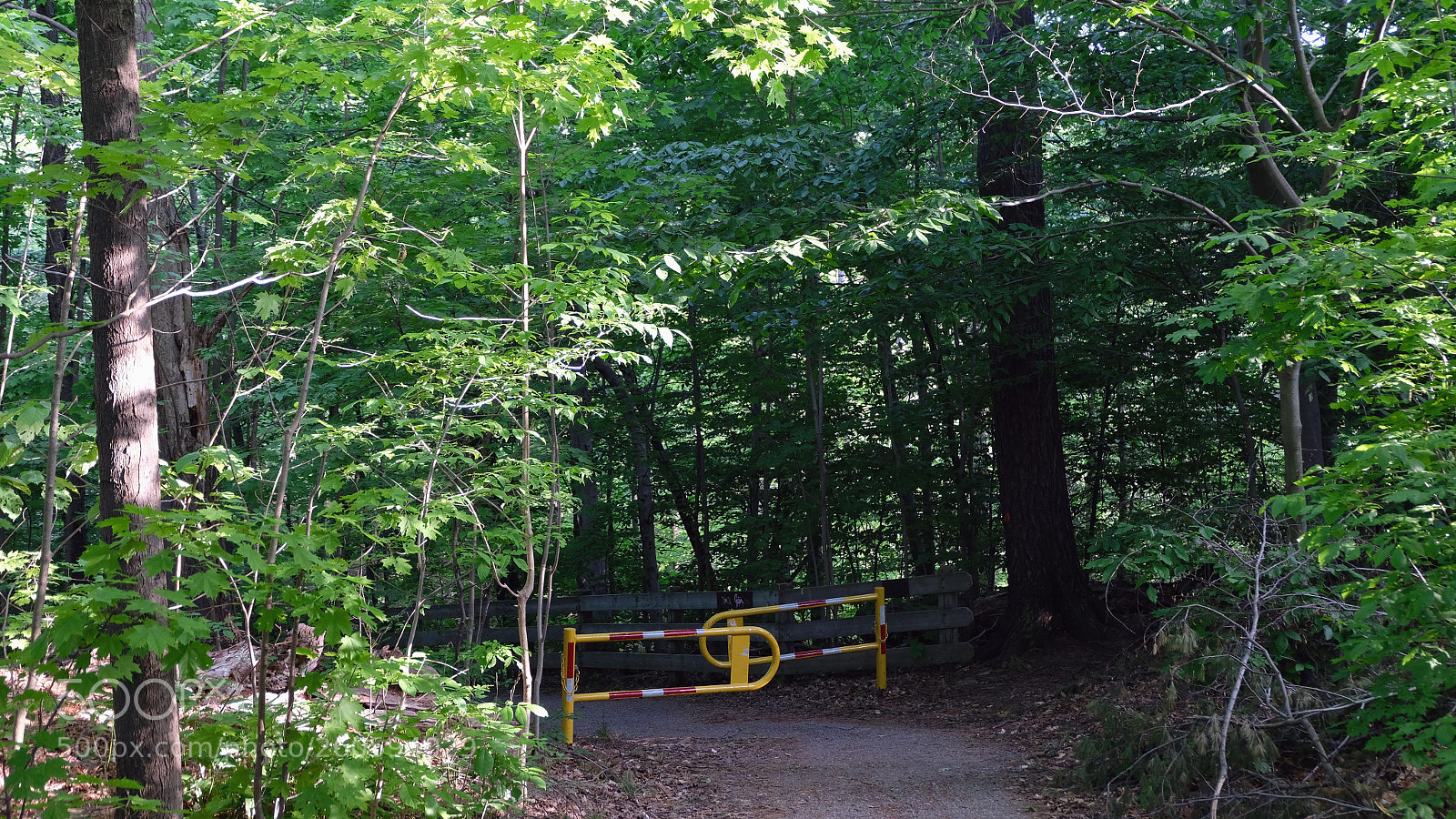 Fujifilm X-T20 sample photo. Forest photography